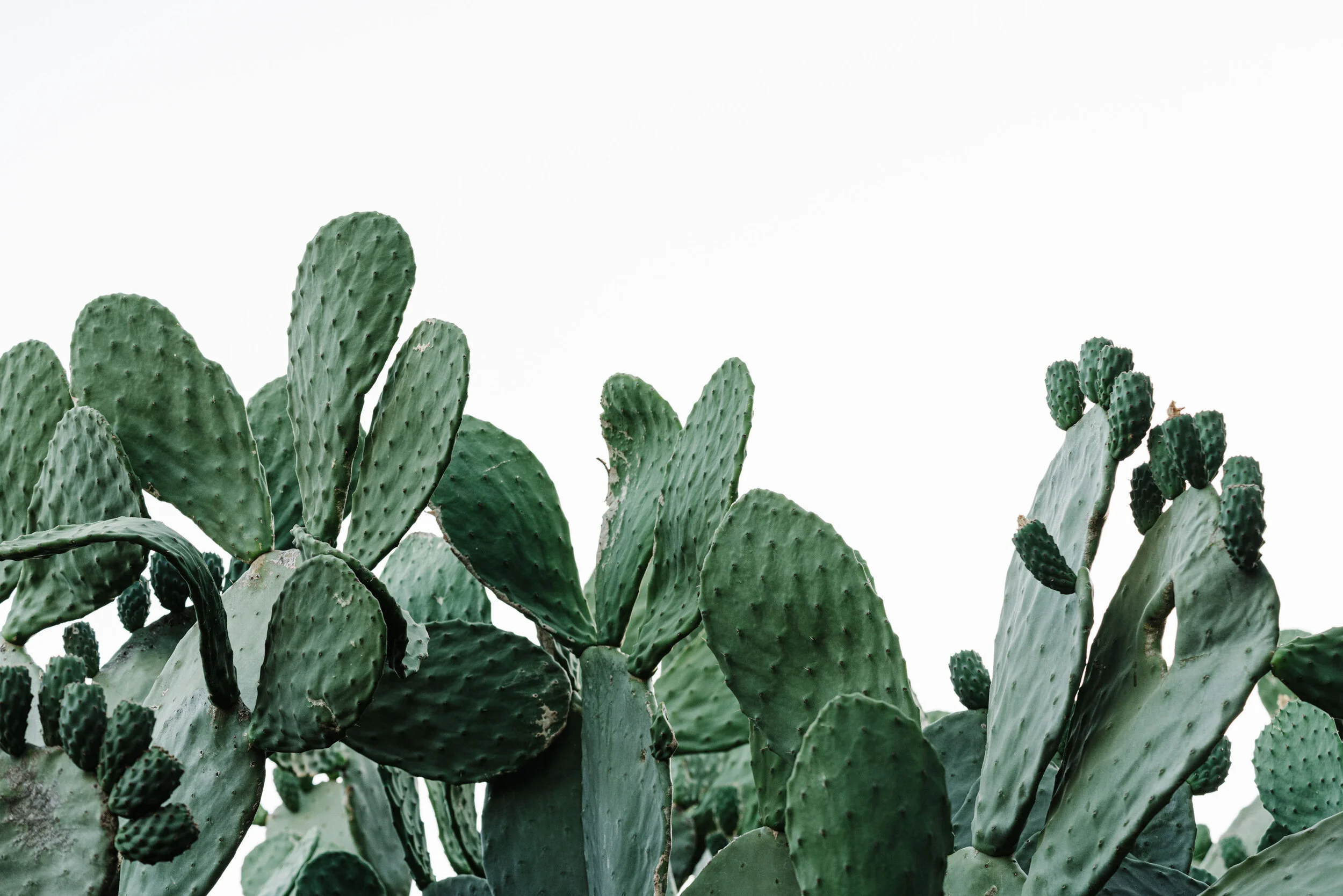 Prickly pear cactus pads against a white sky, fine art photograph