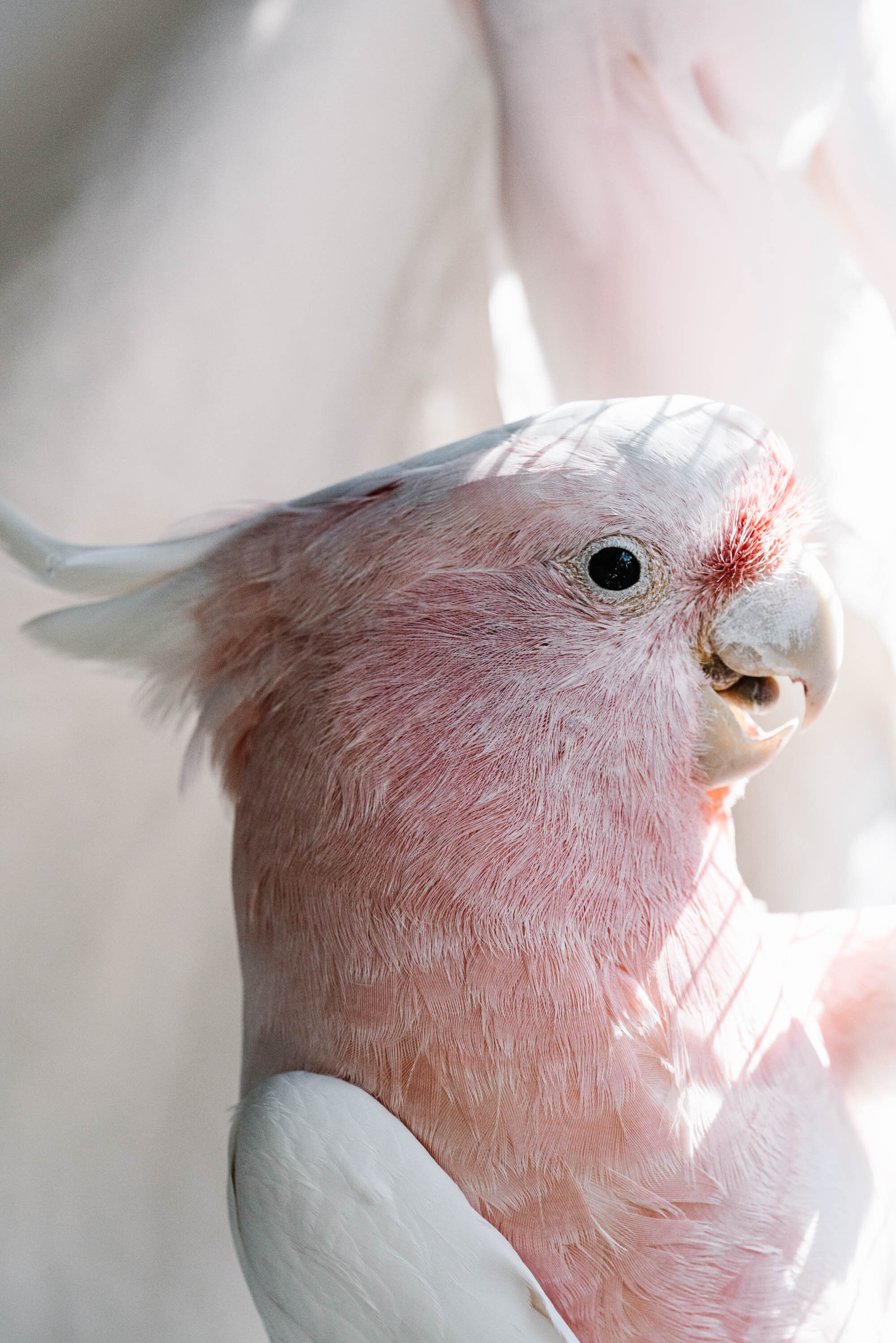 Birdy Num Nums, a pink cockatoo, fine art photograph