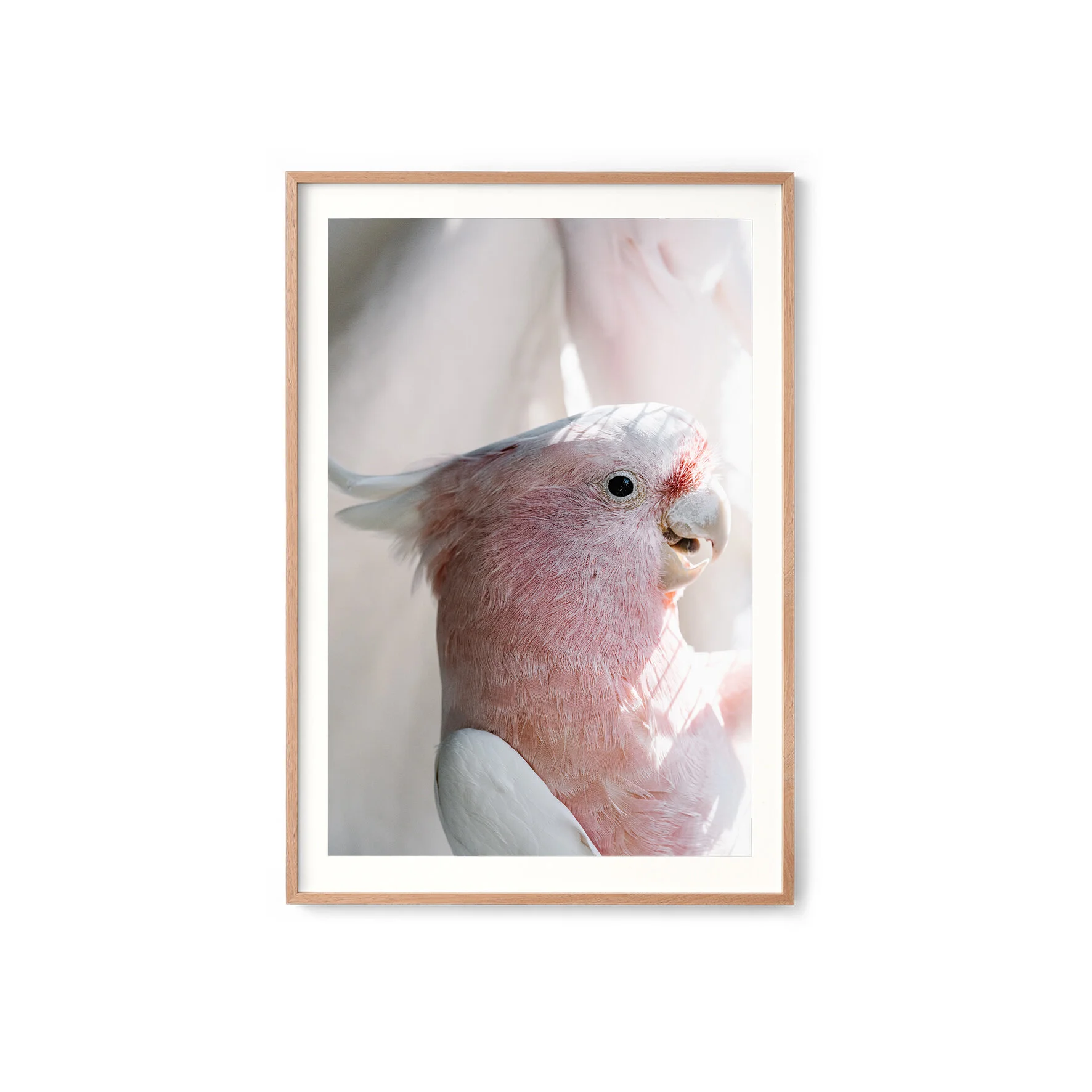 Birdy Num Nums the pink cockatoo print in an oak frame with a white border