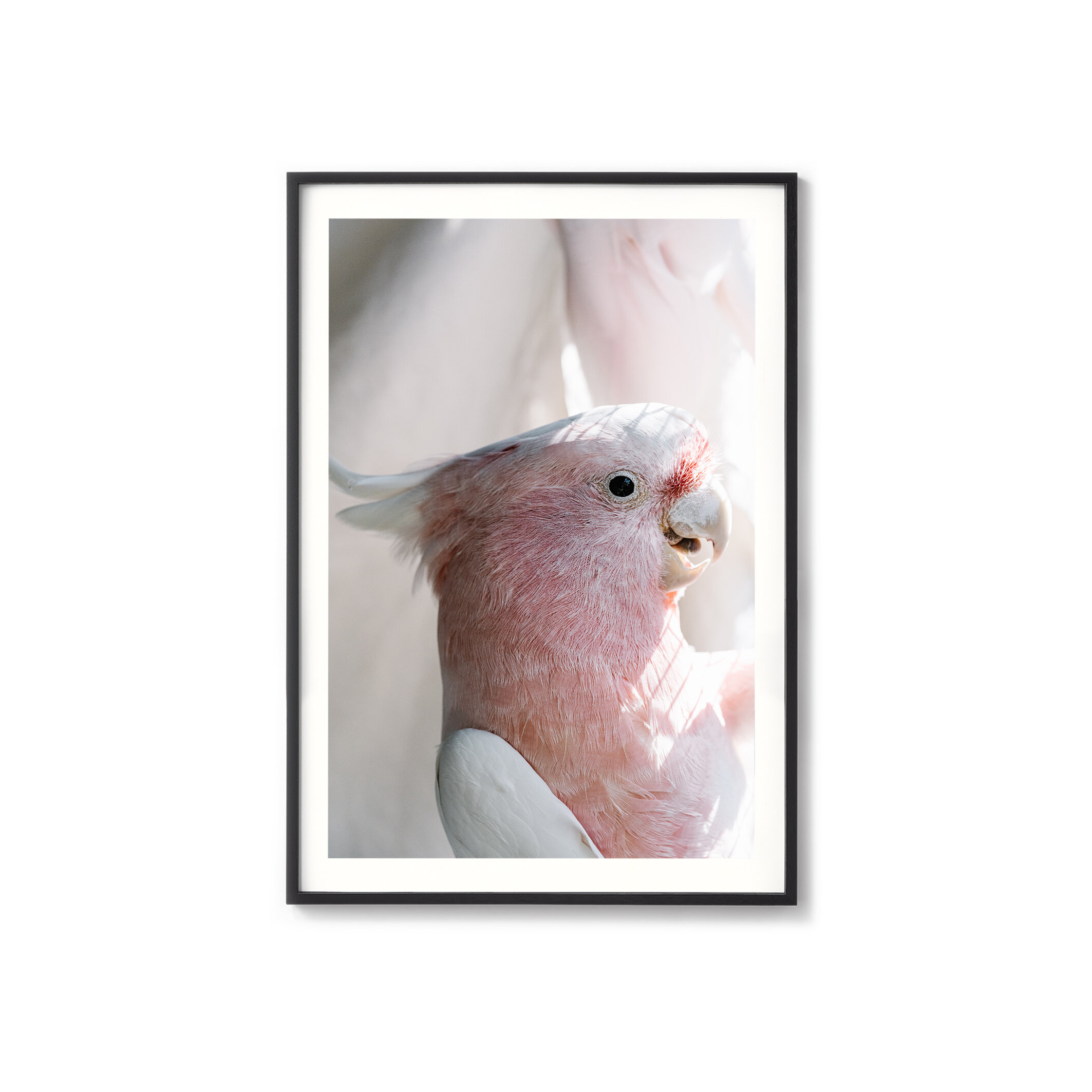Birdy Num Nums the pink cockatoo print in a black frame with a white border