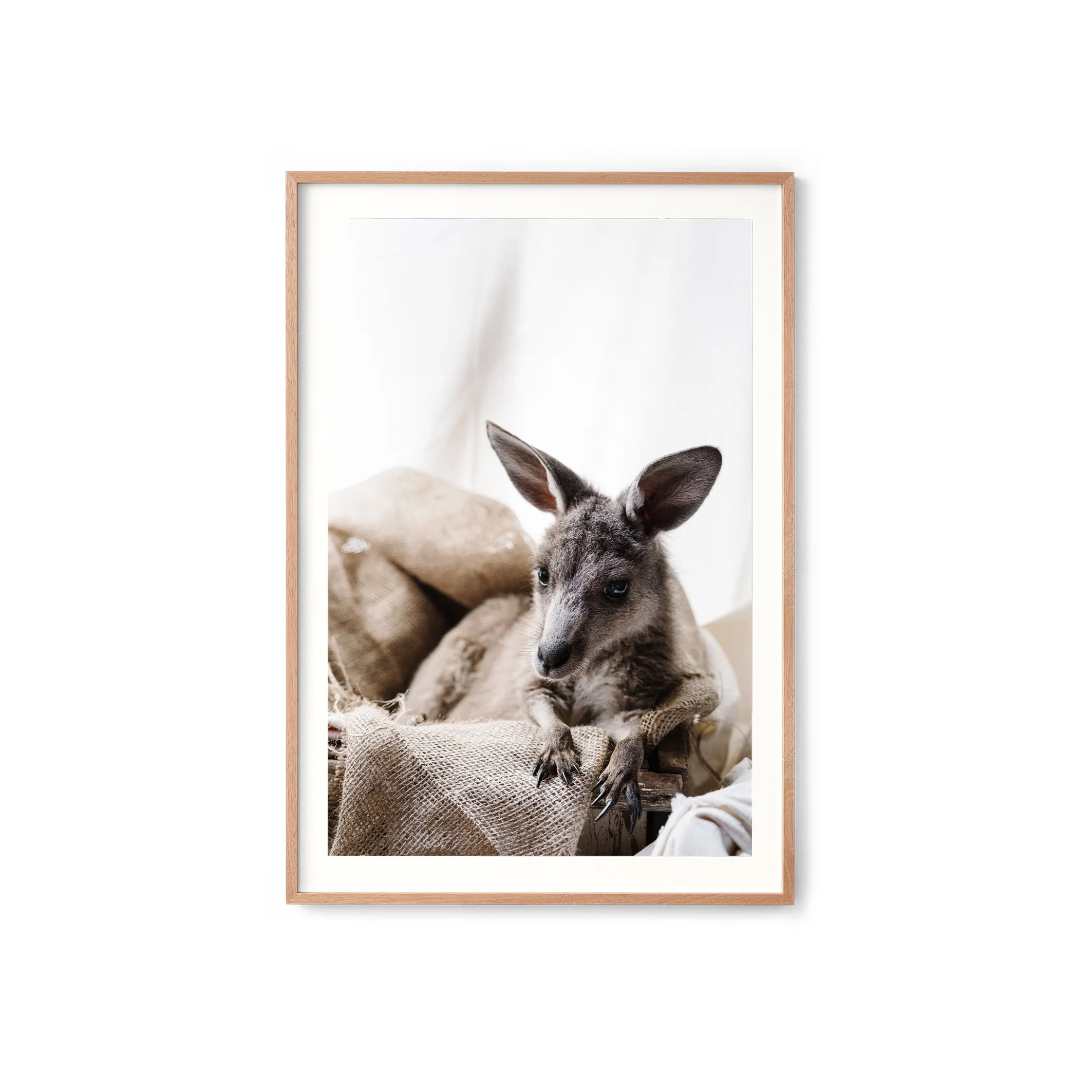 Candy the kangaroo print in an oak frame with a white border