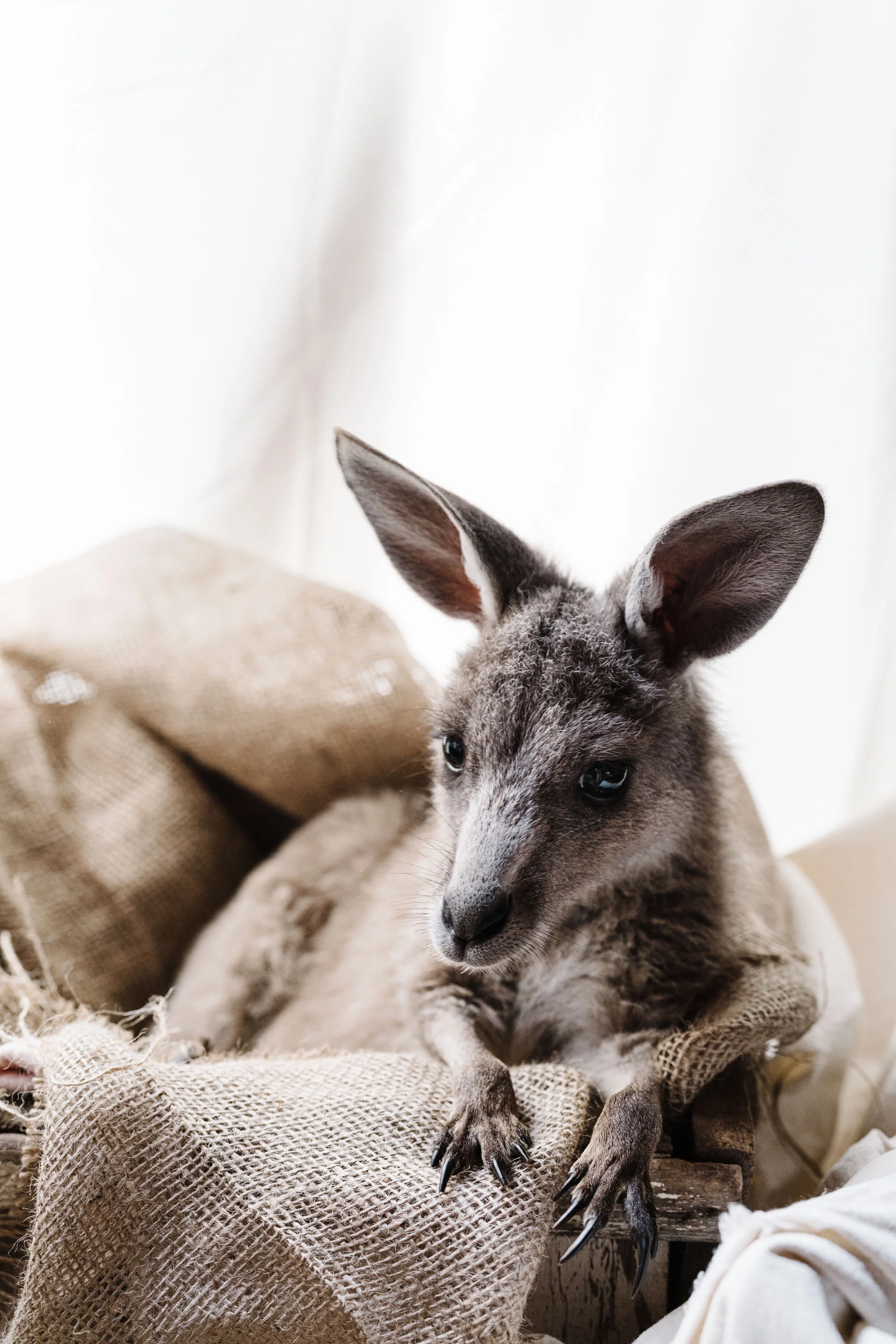 Candy, an eastern grey kangaroo joey, wrapped in a blanket