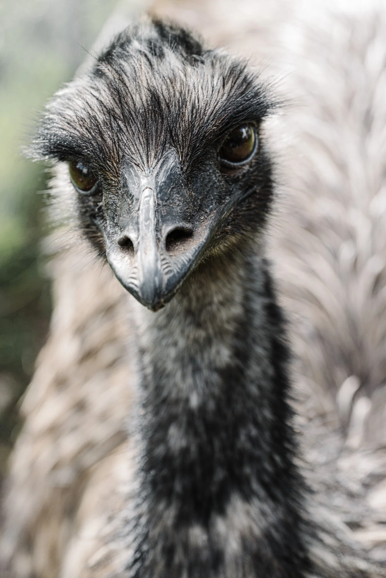 Alma the emu looking at the camera, fine art photograph