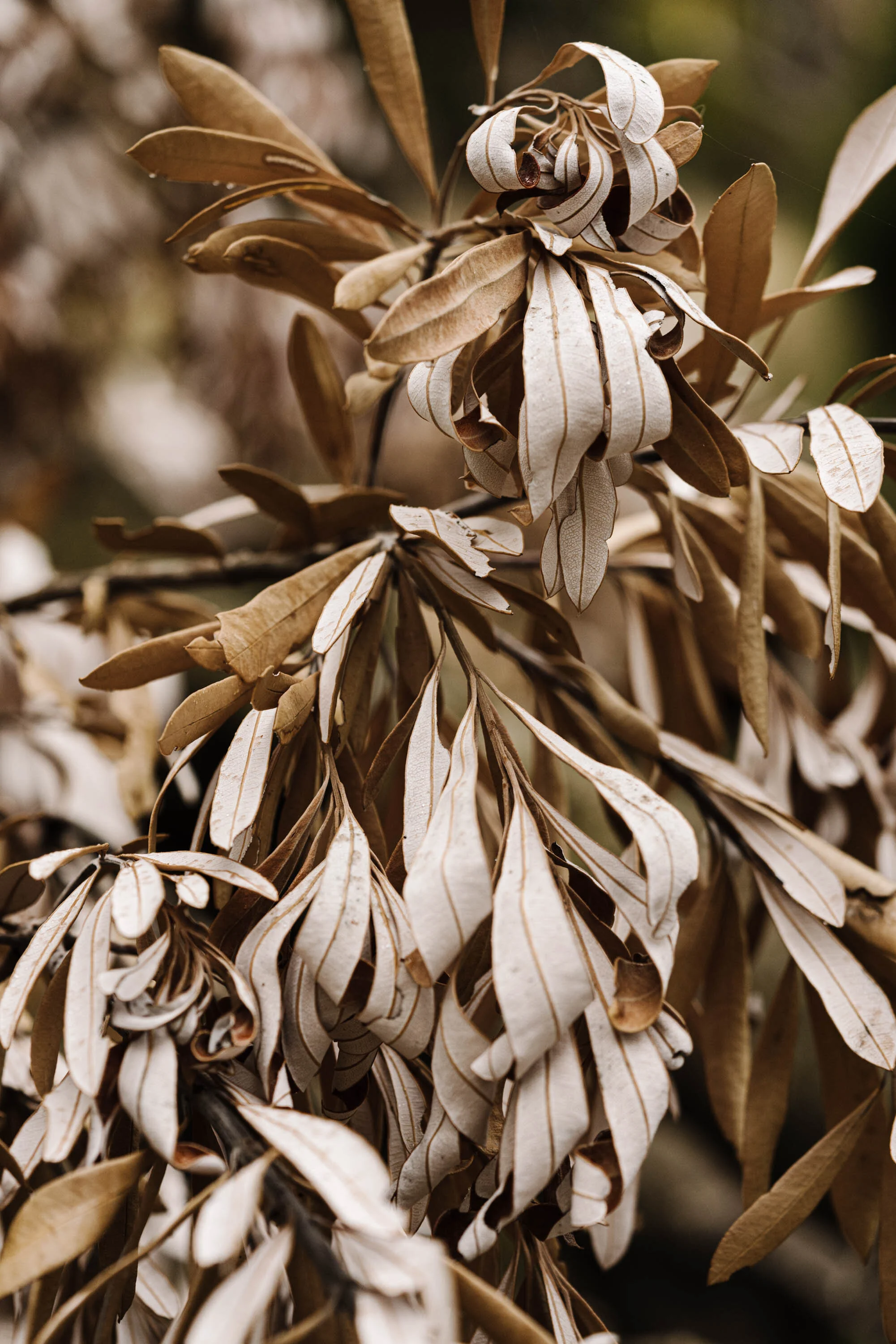 Dried banksia leaves on Phillip Island, fine art photograph