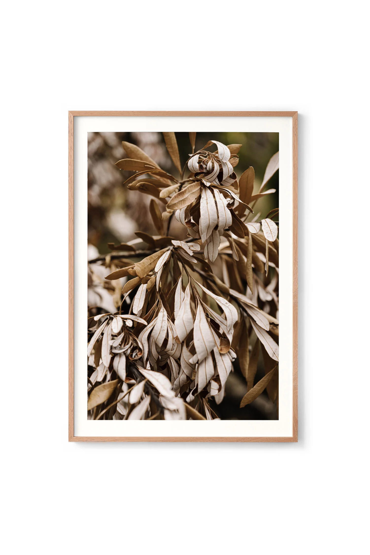 Banksias 2, Phillip Island print in an oak frame