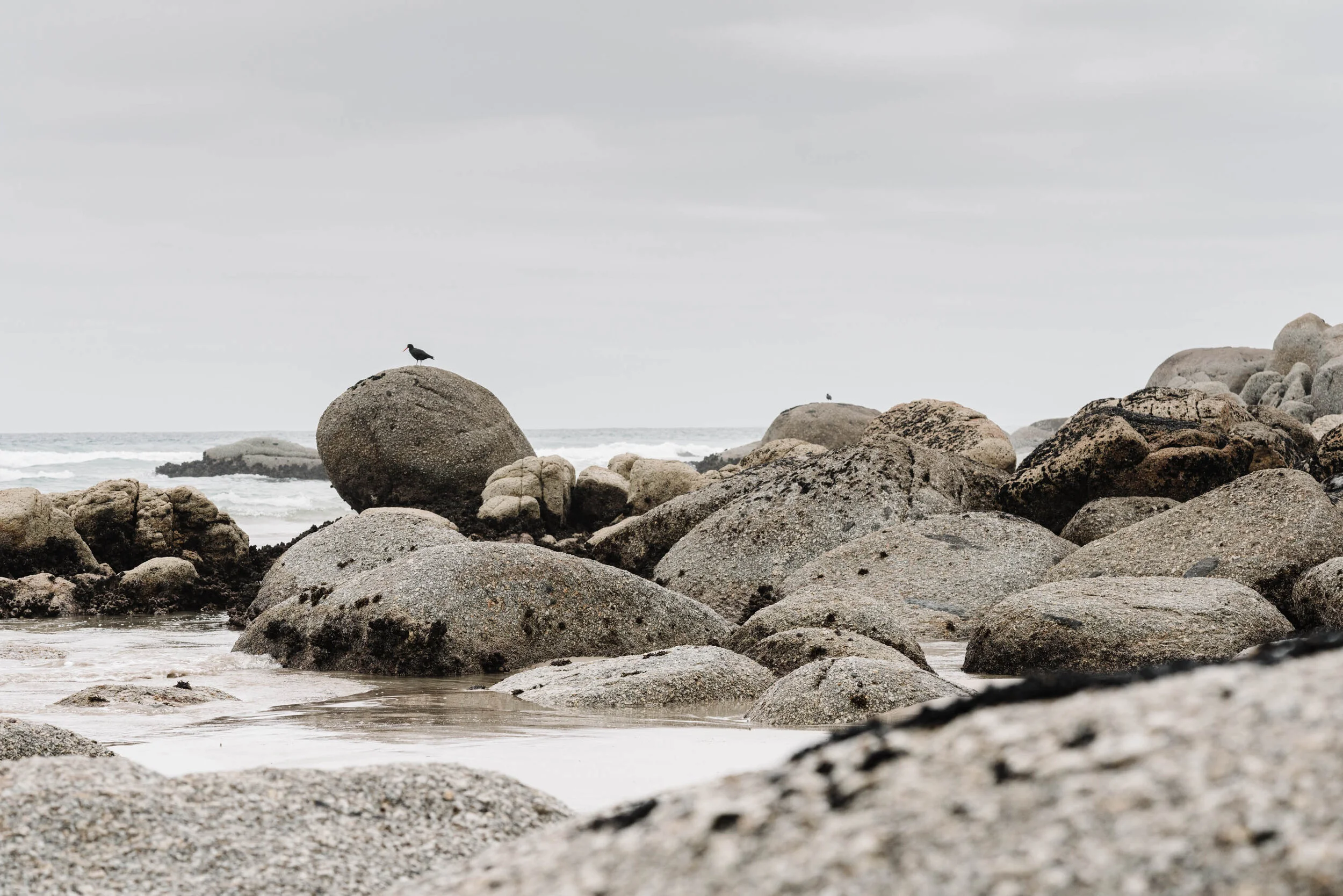 Oystercatcher on granite boulders at Whisky Bay, fine art photograph