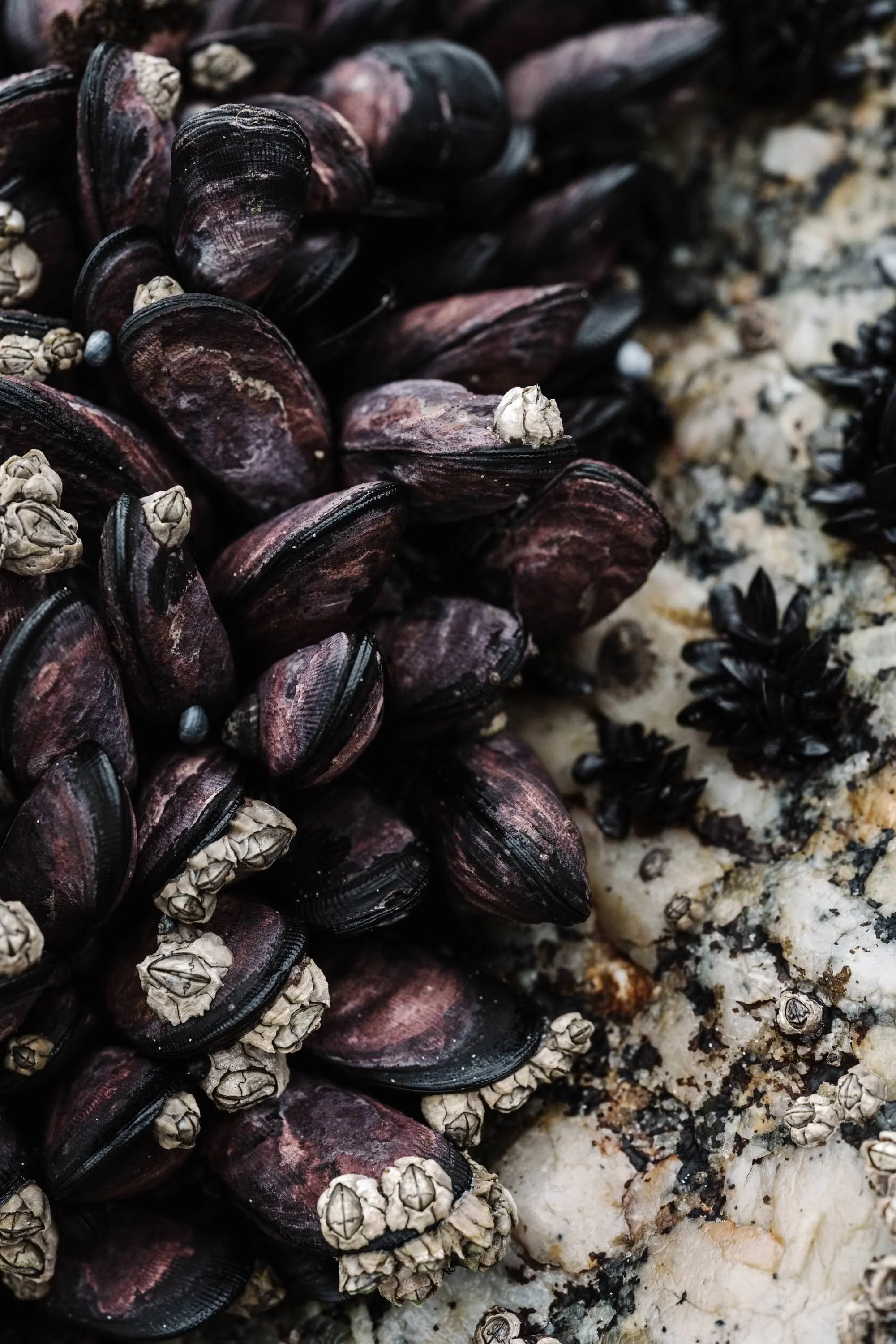 Clusters of dark mussel shells on a rock, fine art photograph