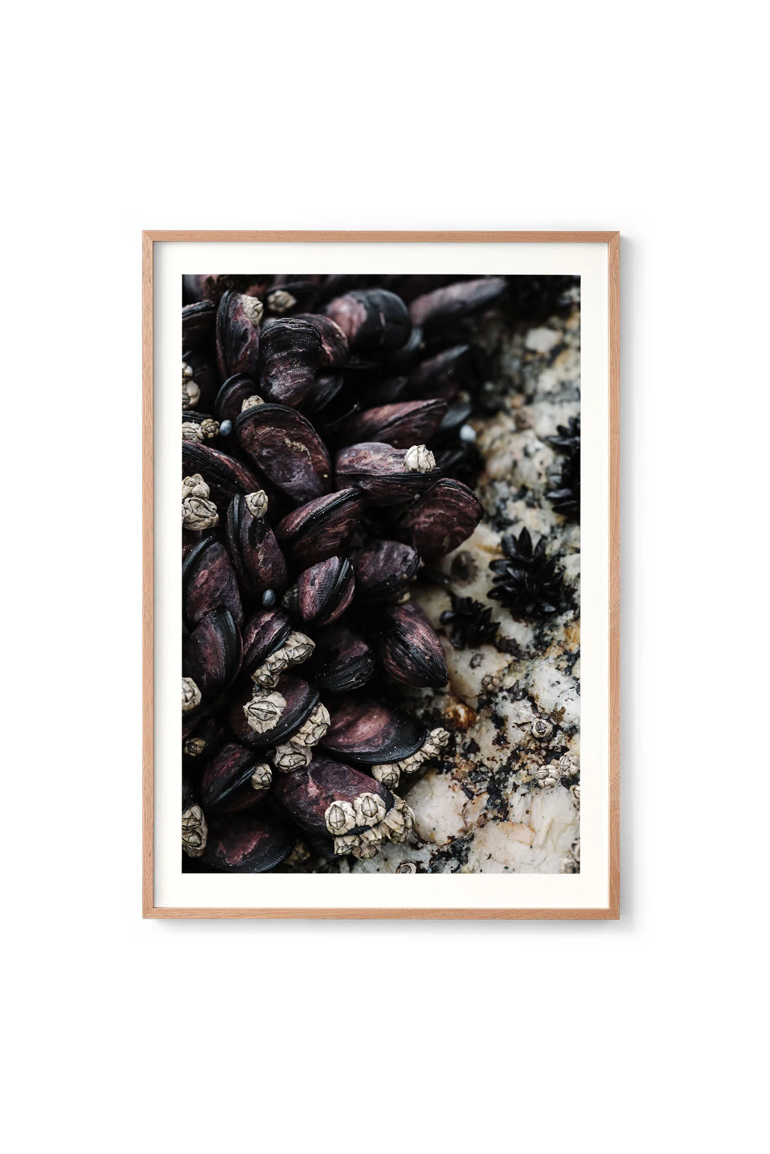 Very Shellfish print in an oak frame