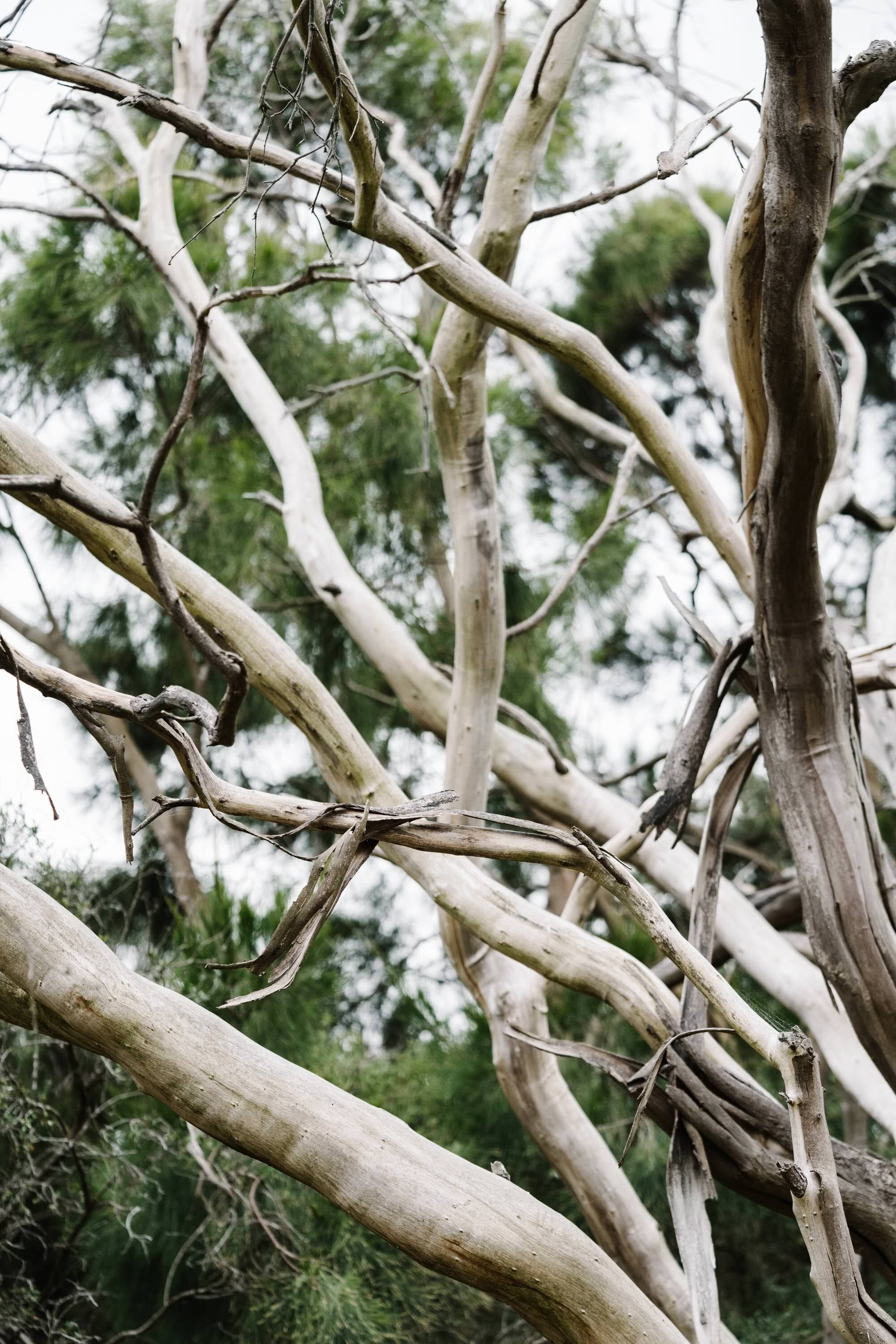Tangled pale branches at Swan Lake, Phillip Island, fine art photograph