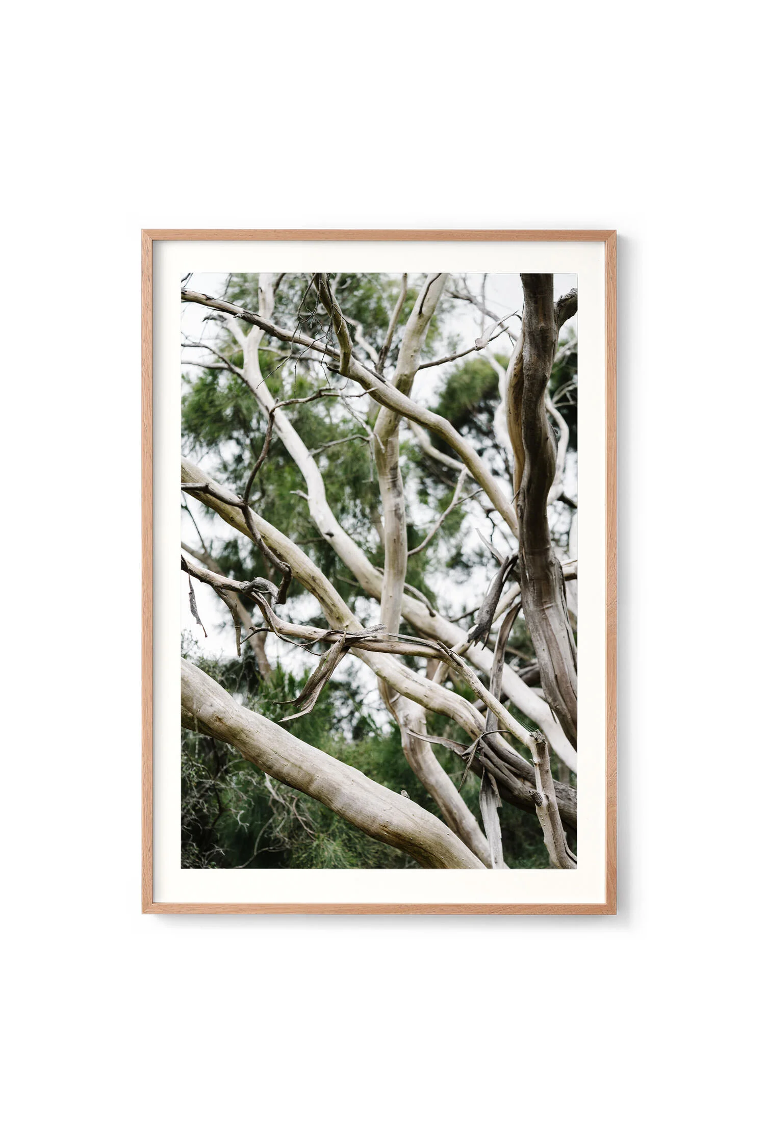 Tangled, Swan Lake print in an oak frame