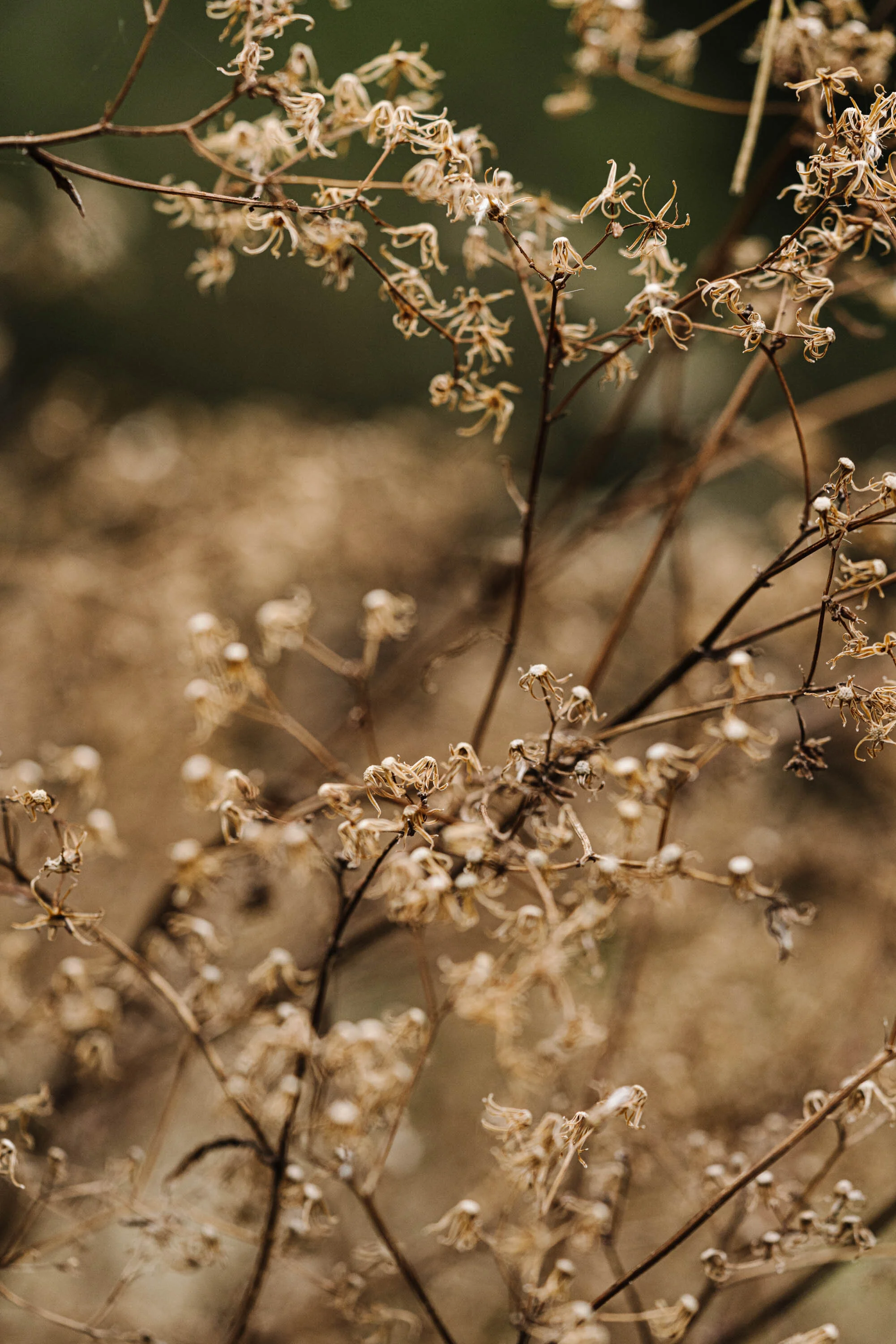 Delicate golden fern fronds in soft light, fine art photograph