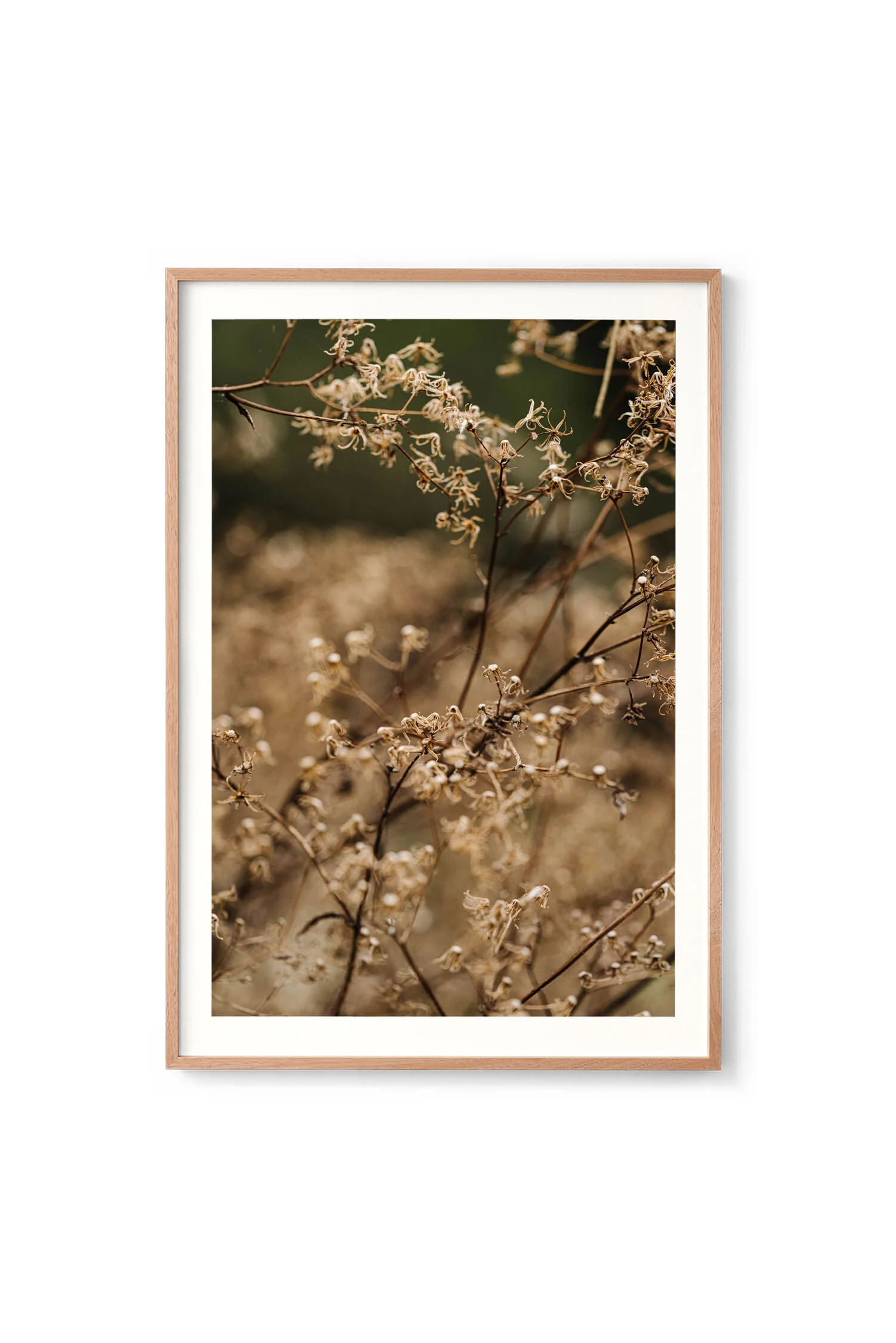 Tiny Octopus Fern print in an oak frame