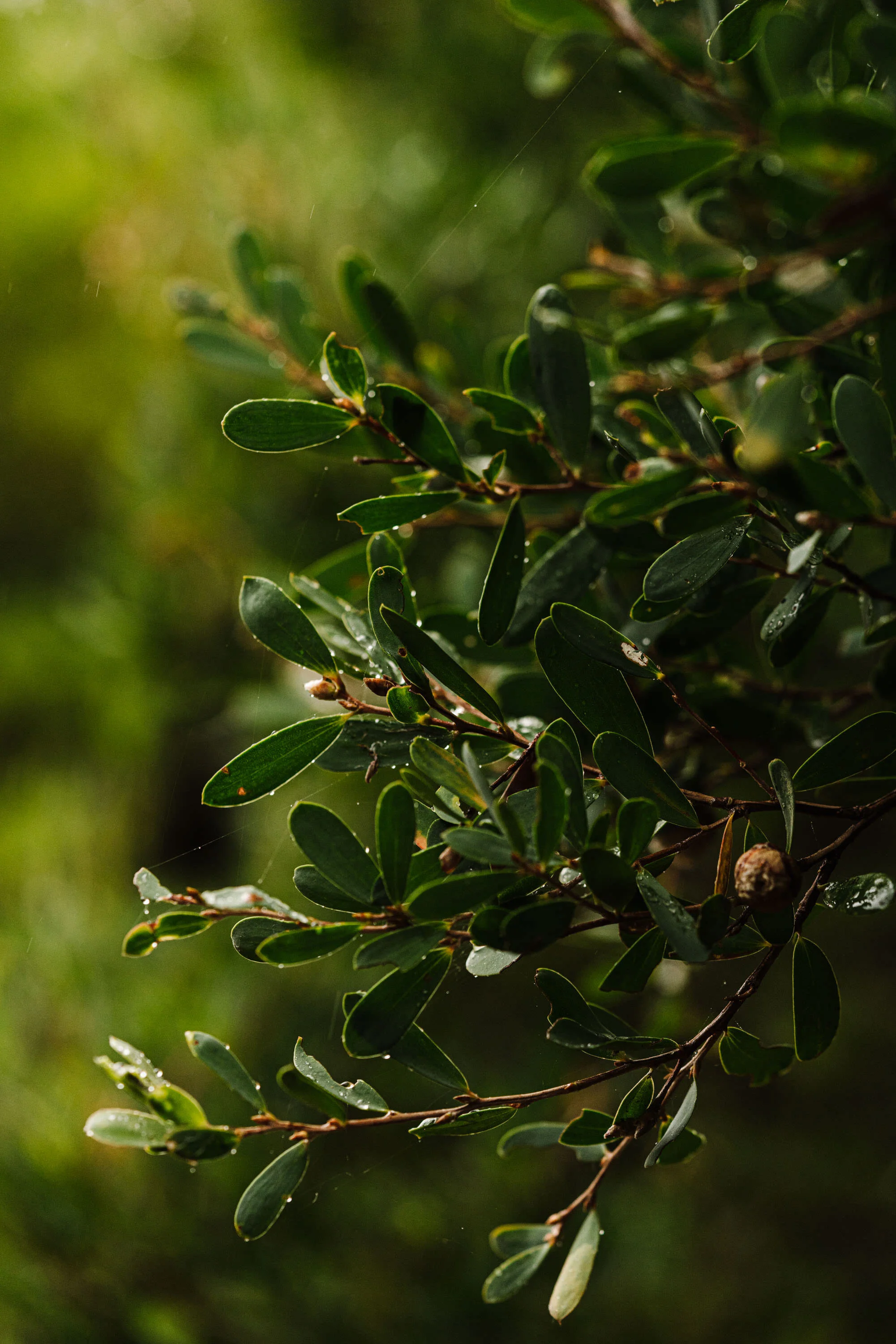 Green native shrub leaves at Flynns Beach, fine art photograph