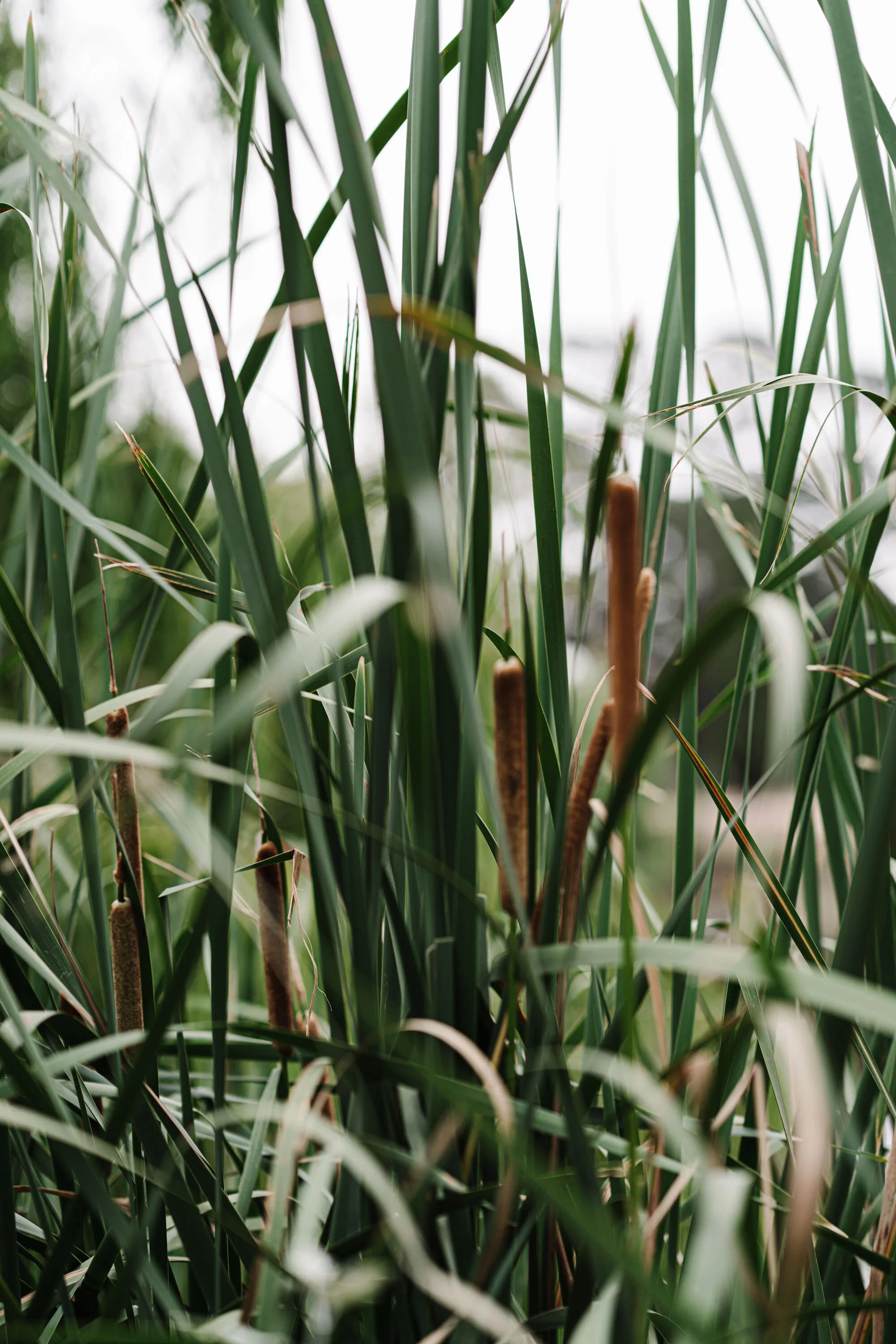 Tall green reeds with brown seed heads at Riddells Creek, fine art photograph