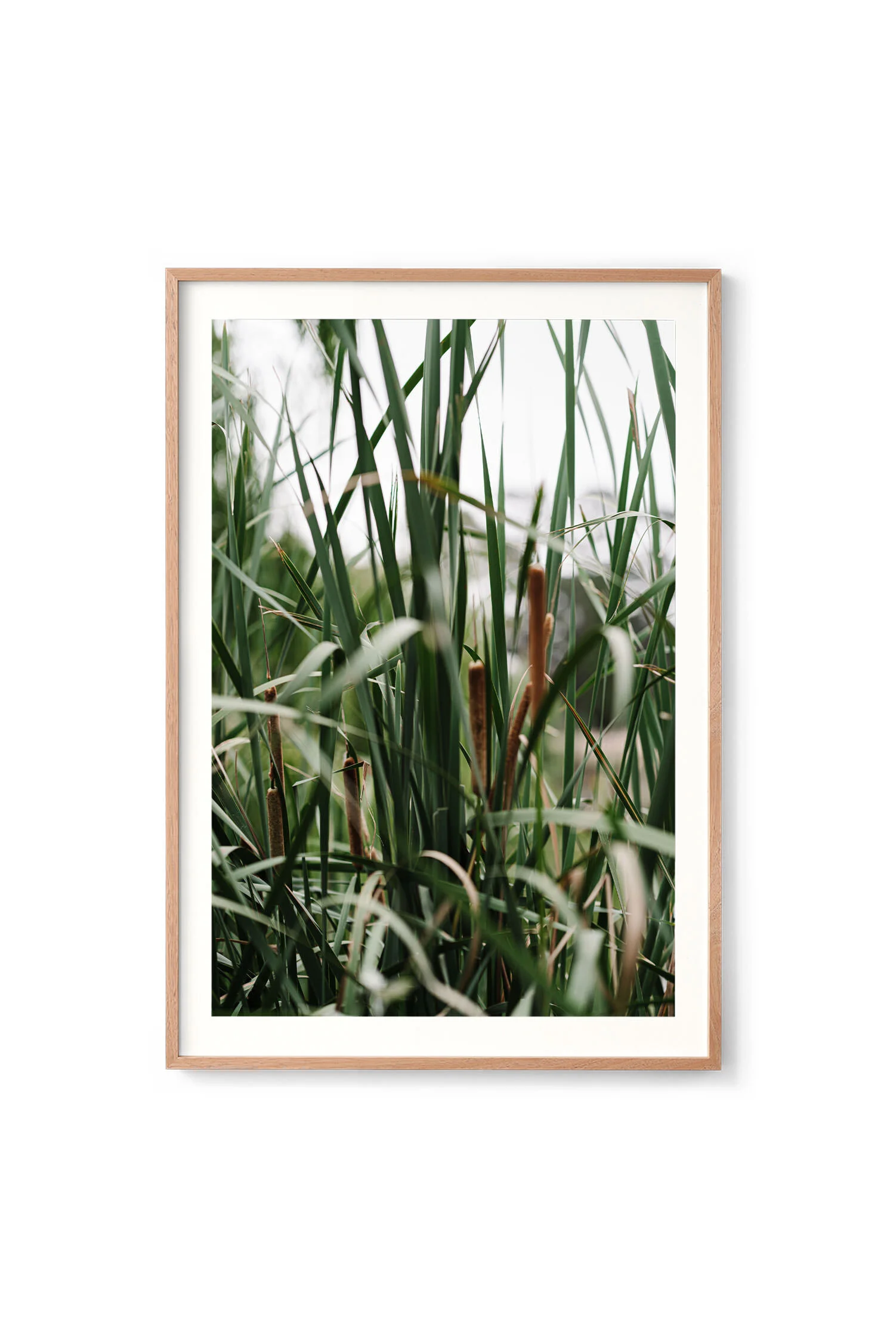 Reeds of Riddells Creek print in an oak frame