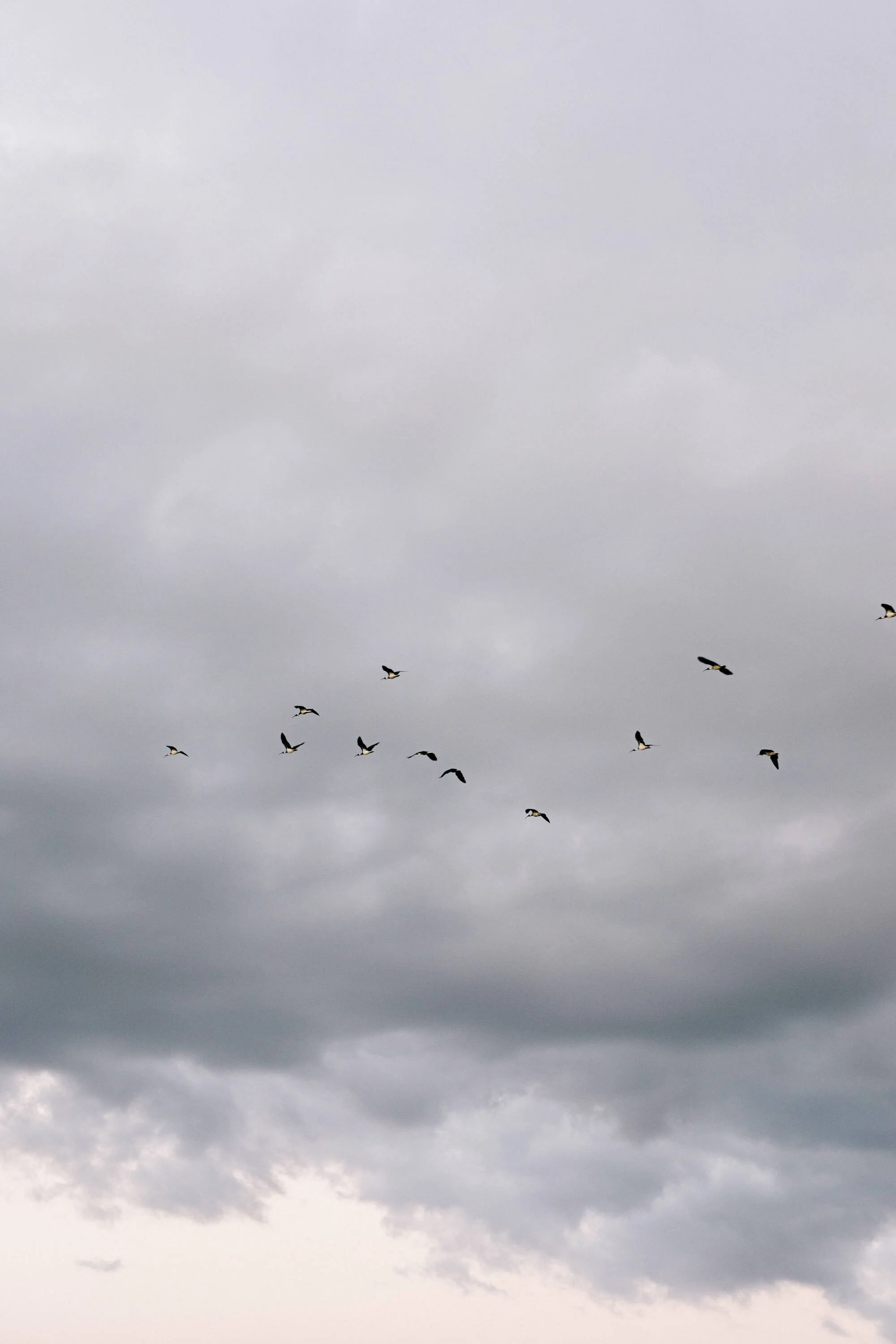 Birds flying under heavy grey storm clouds in Broome, fine art photograph