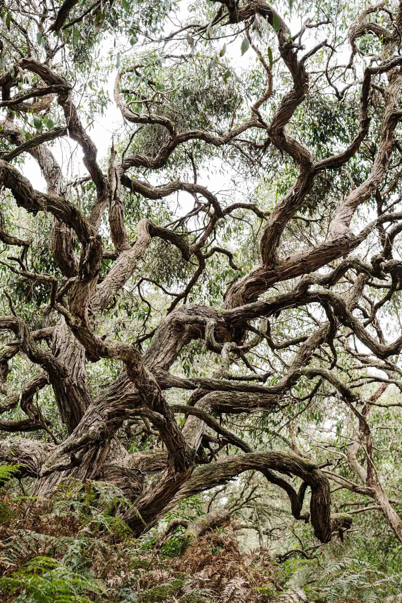Gnarled, knobbly tree branches in a coastal forest, fine art photograph