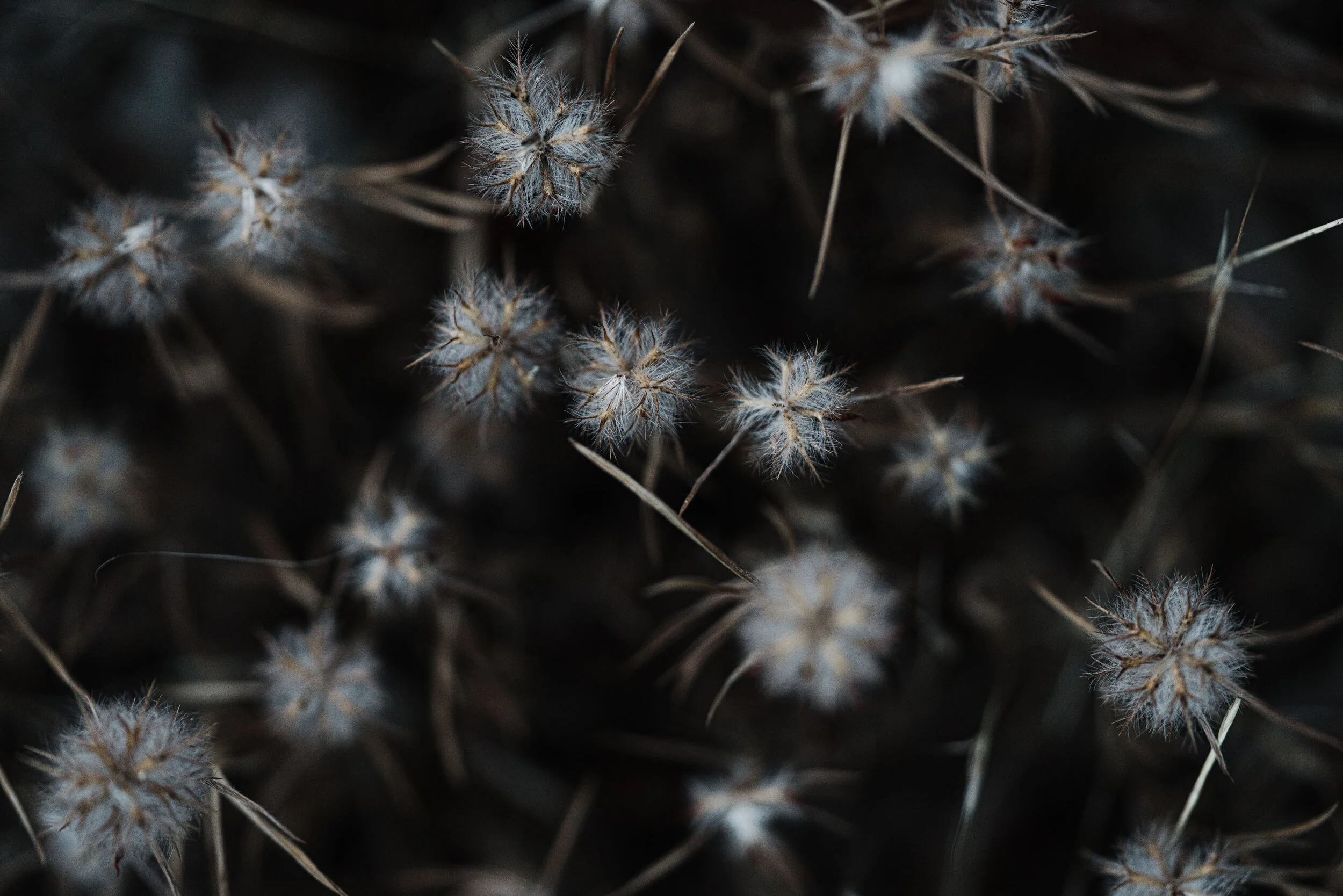 Spiky white native flower heads on a dark background, landscape crop