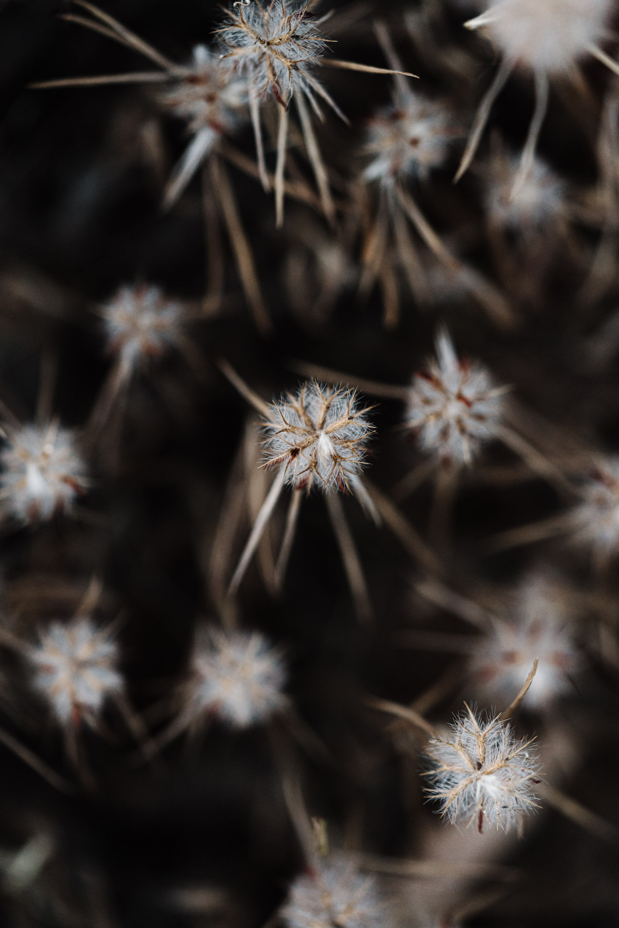 Spiky white native flower heads on a dark background