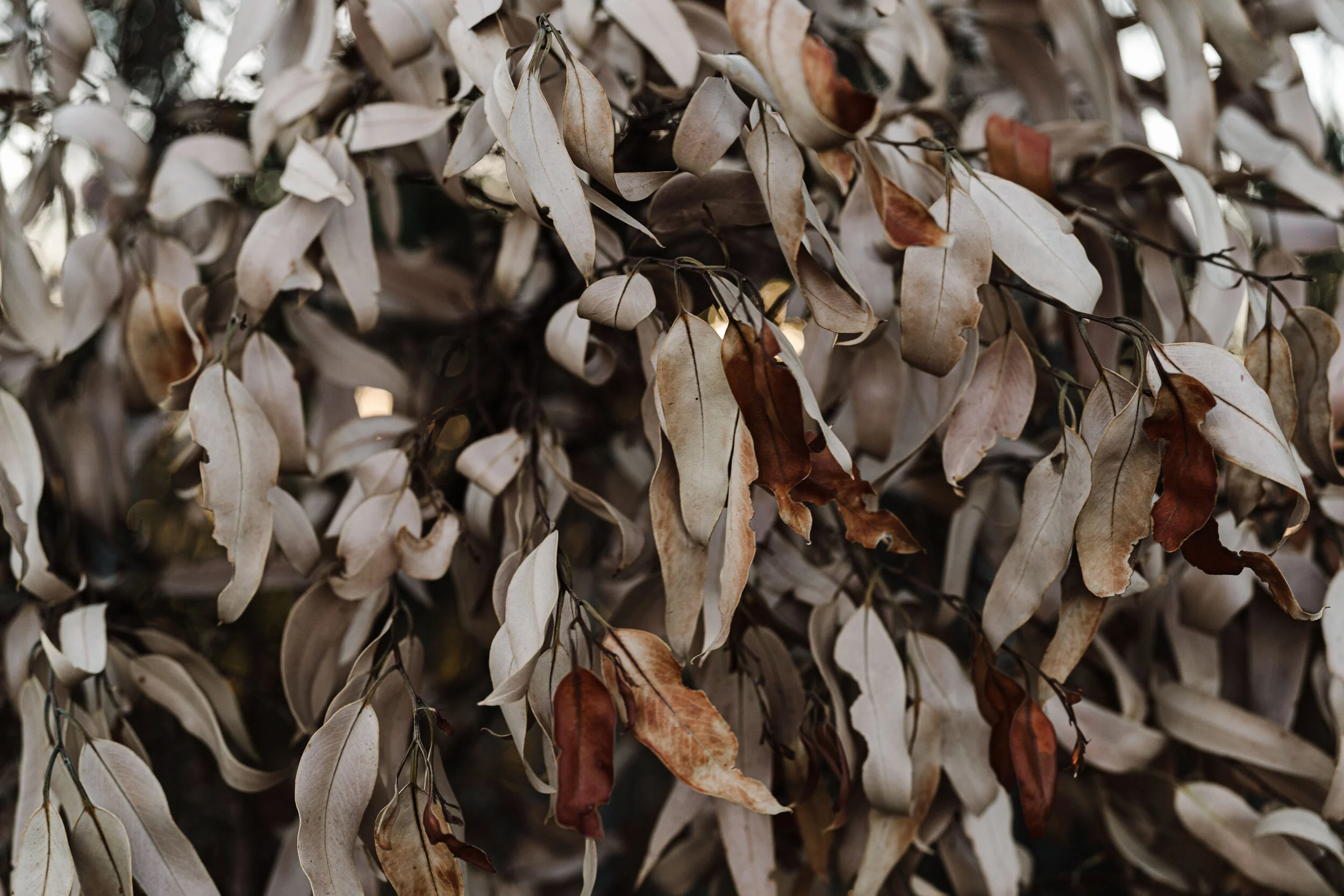 Sunburnt native leaves in pale and rust tones, fine art photograph