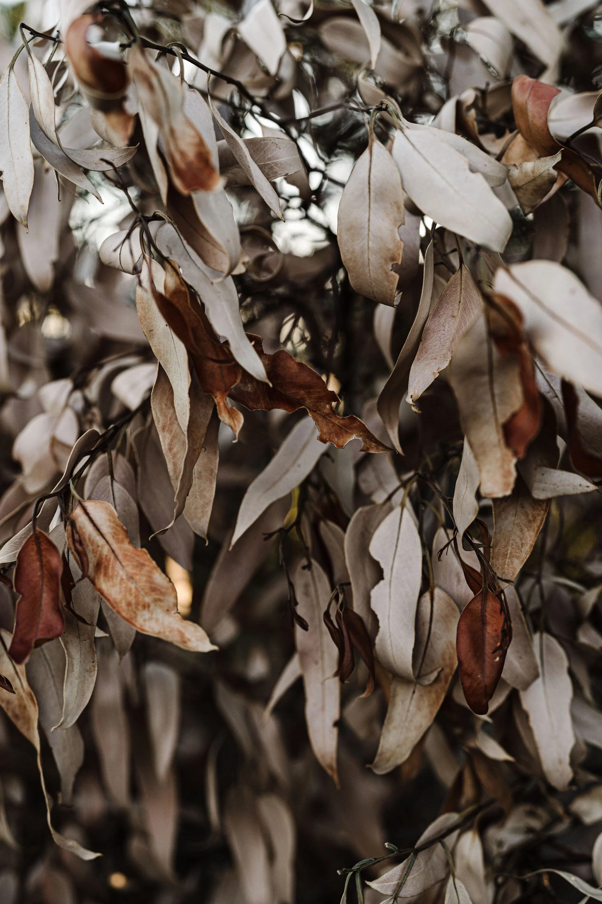 Sunburnt native leaves in pale and rust tones, portrait crop