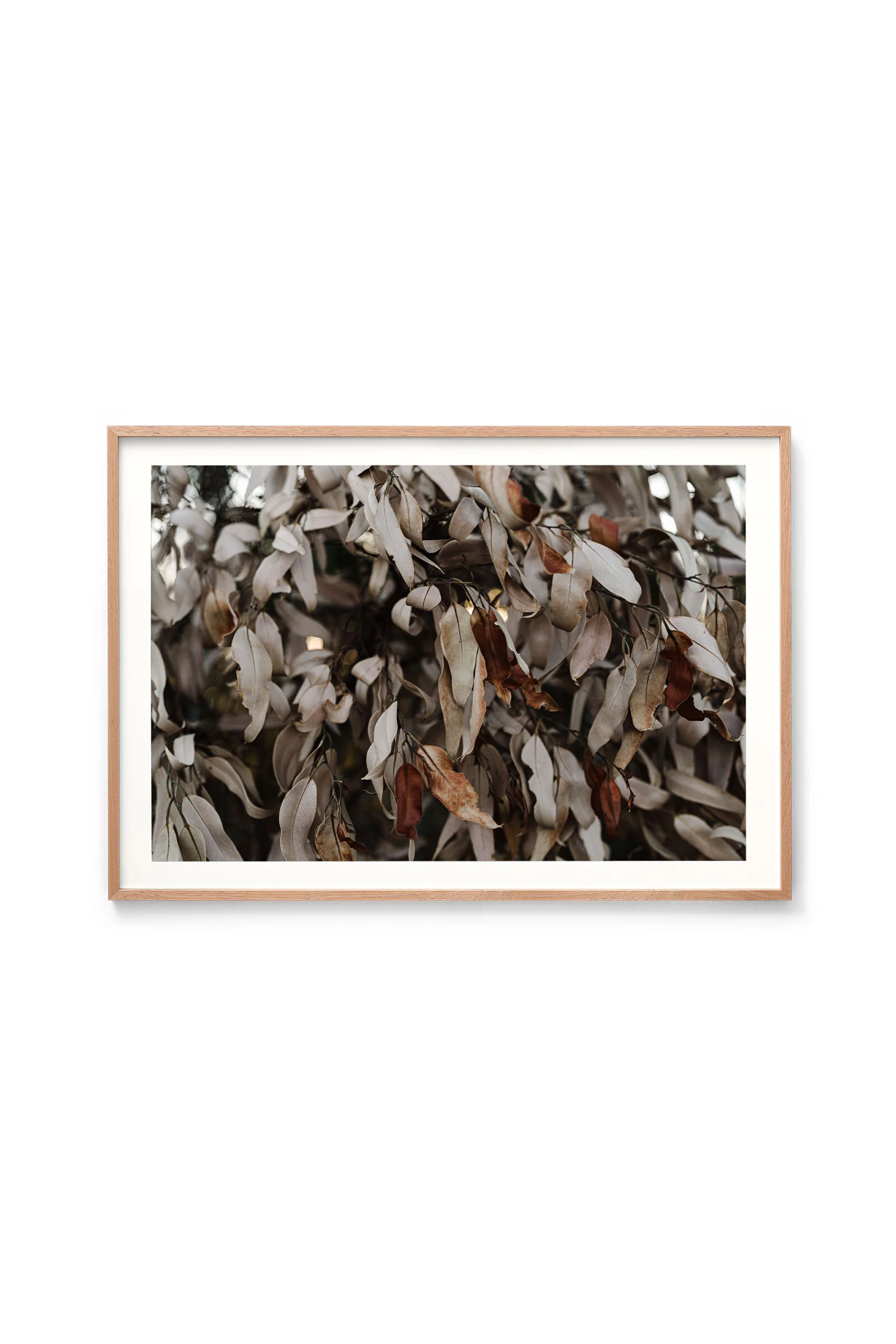Sunburnt Leaves print in an oak frame