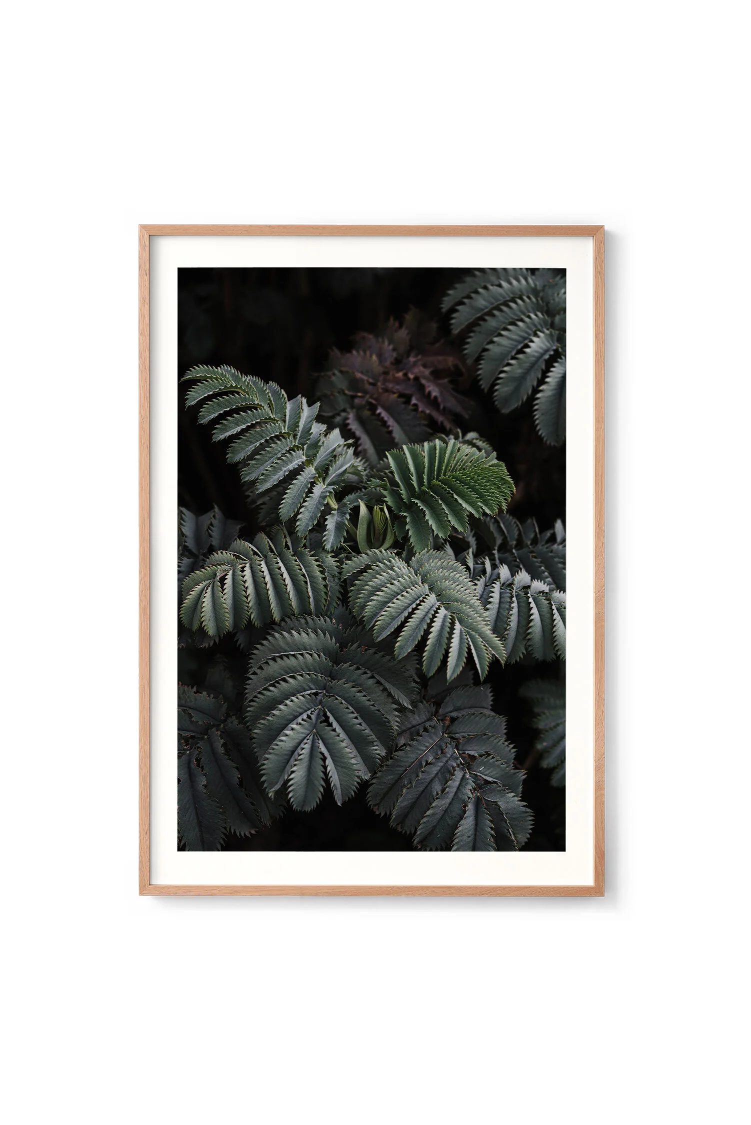 Giant honey flowers - fine art print