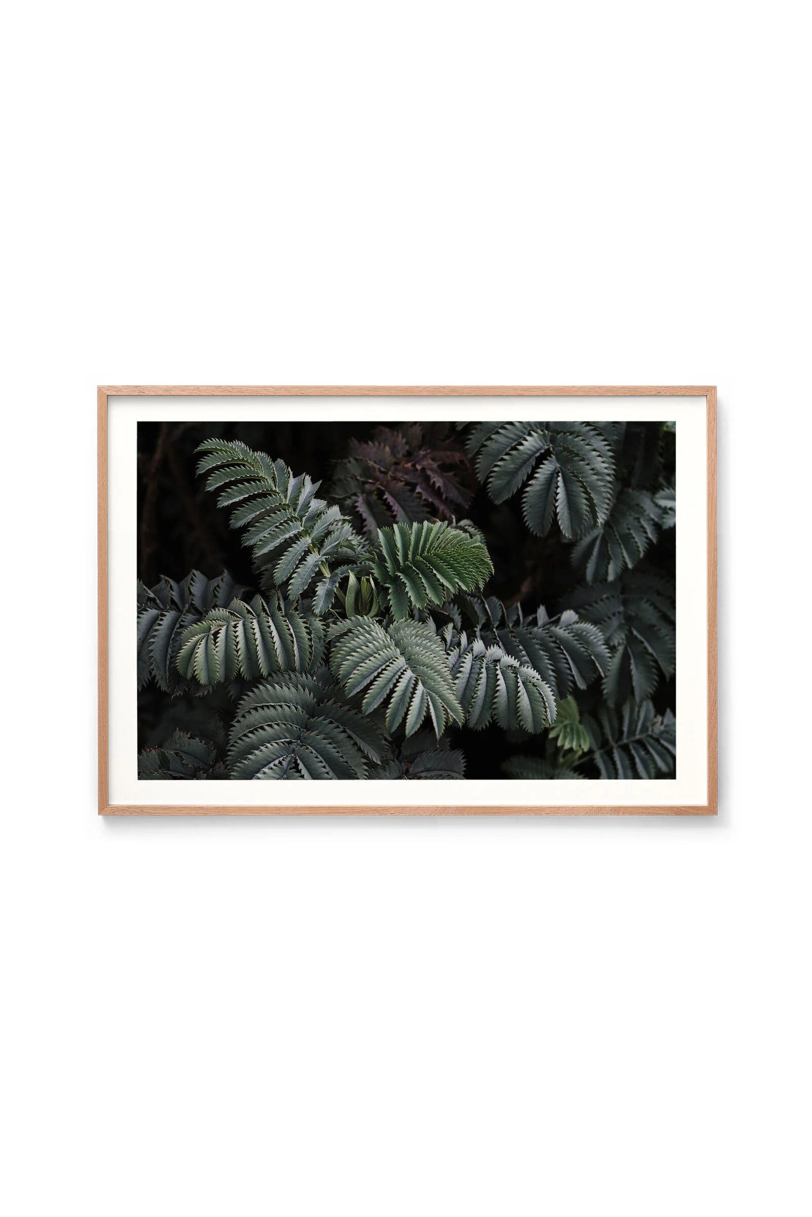 Giant honey flowers - fine art print