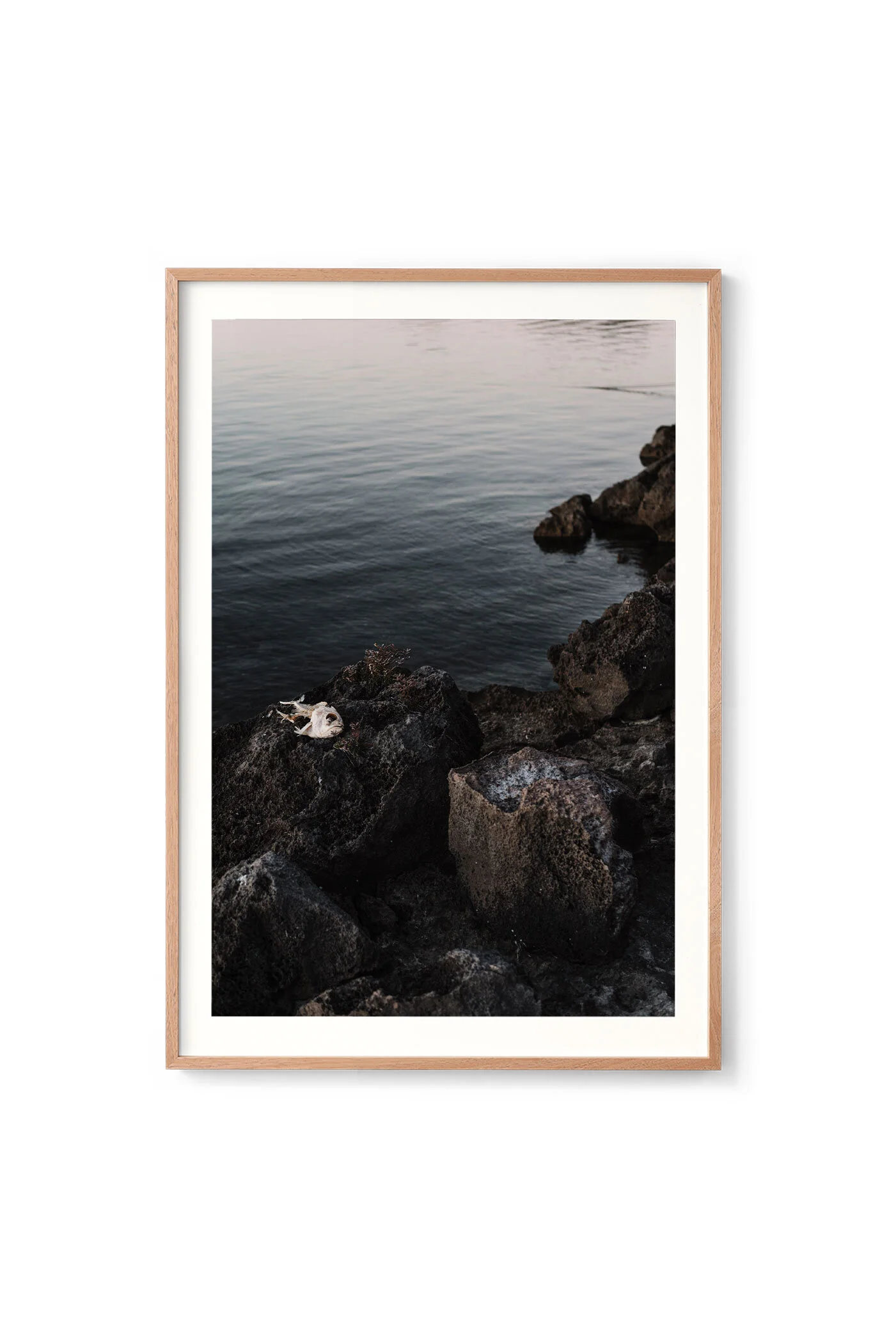 Dead fish on a rock
