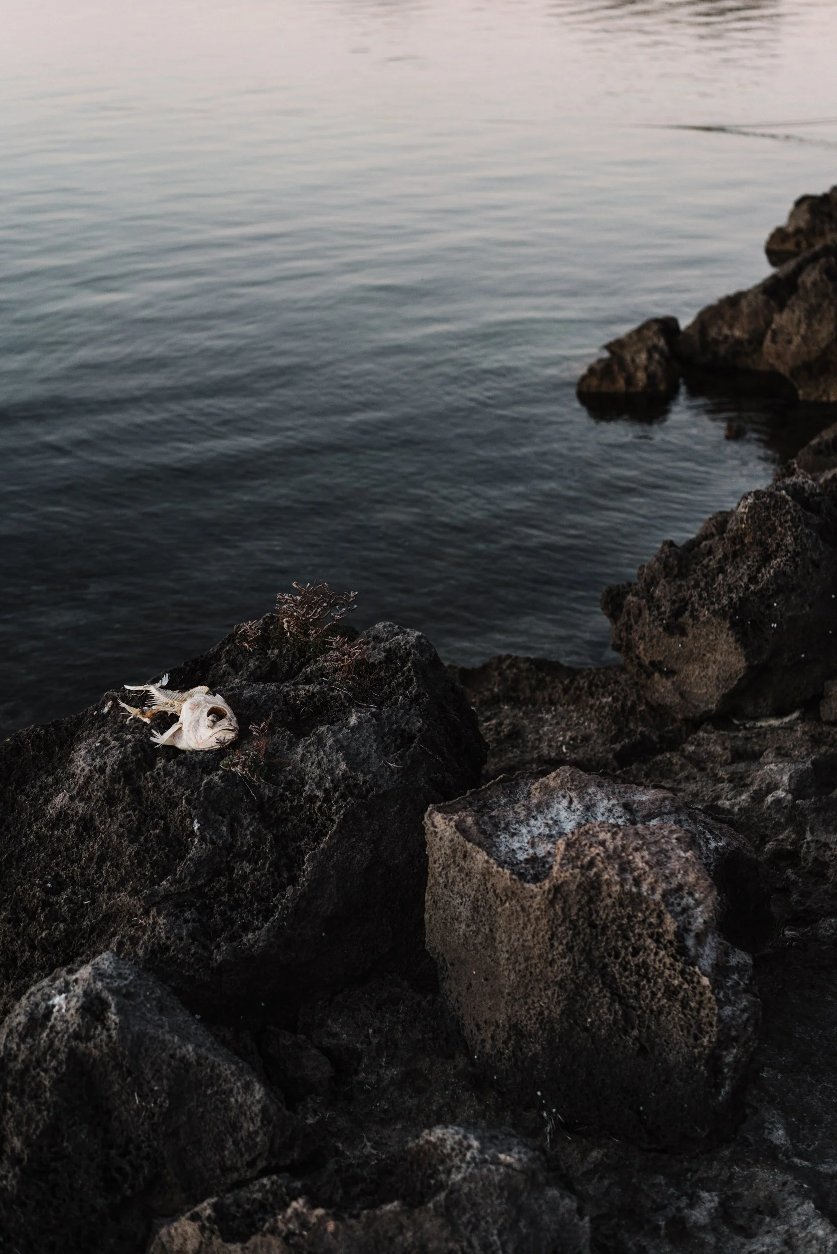 A pelican's dinner - Coffin Bay