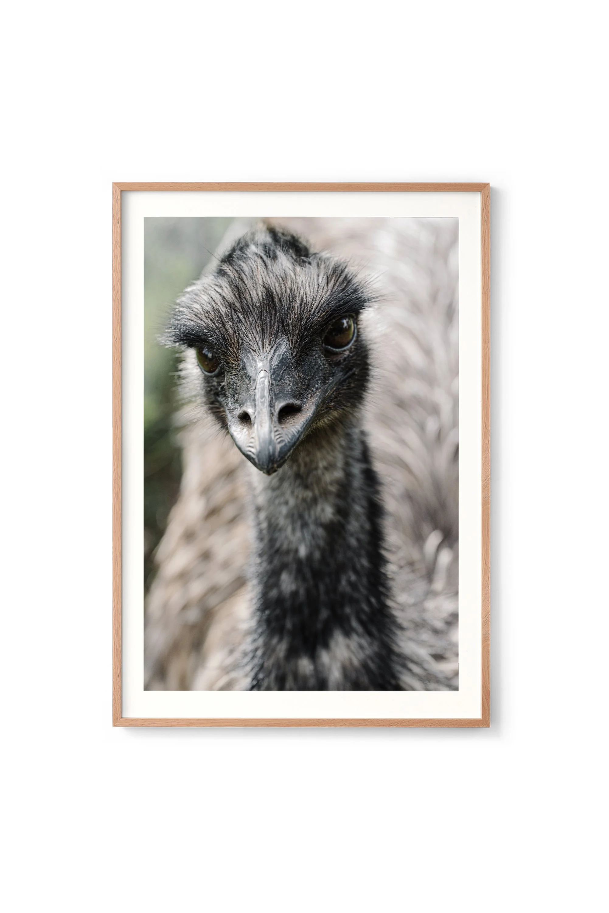 Alma the emu print in an oak frame