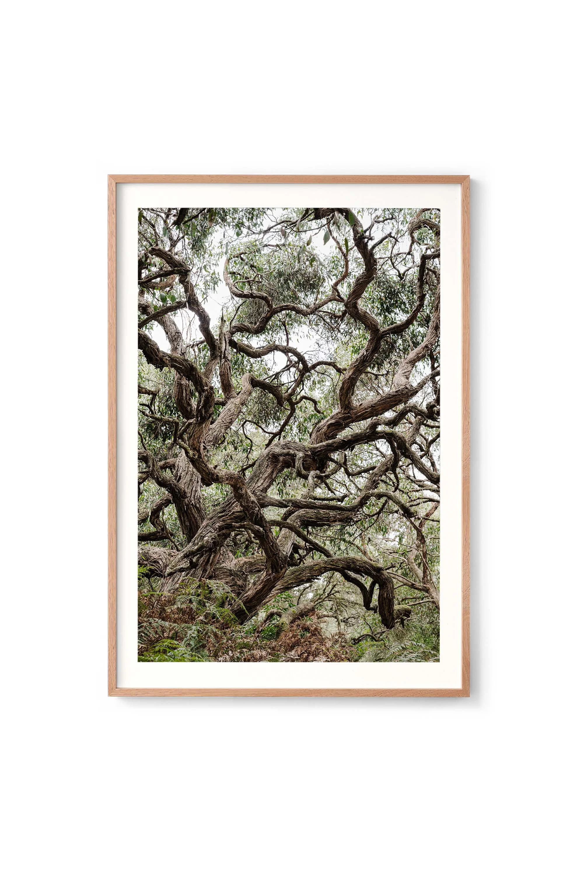 Gnarled and Knobbly print in an oak frame