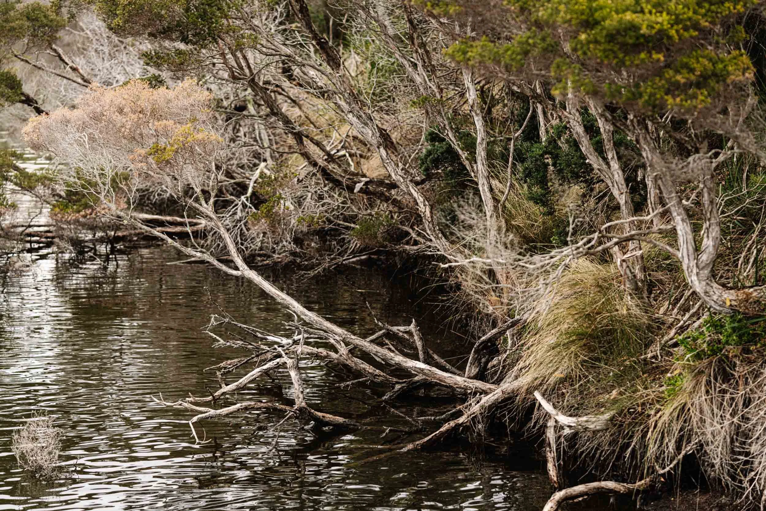 Twisting branches reaching over the water at Lake Dove, fine art photograph