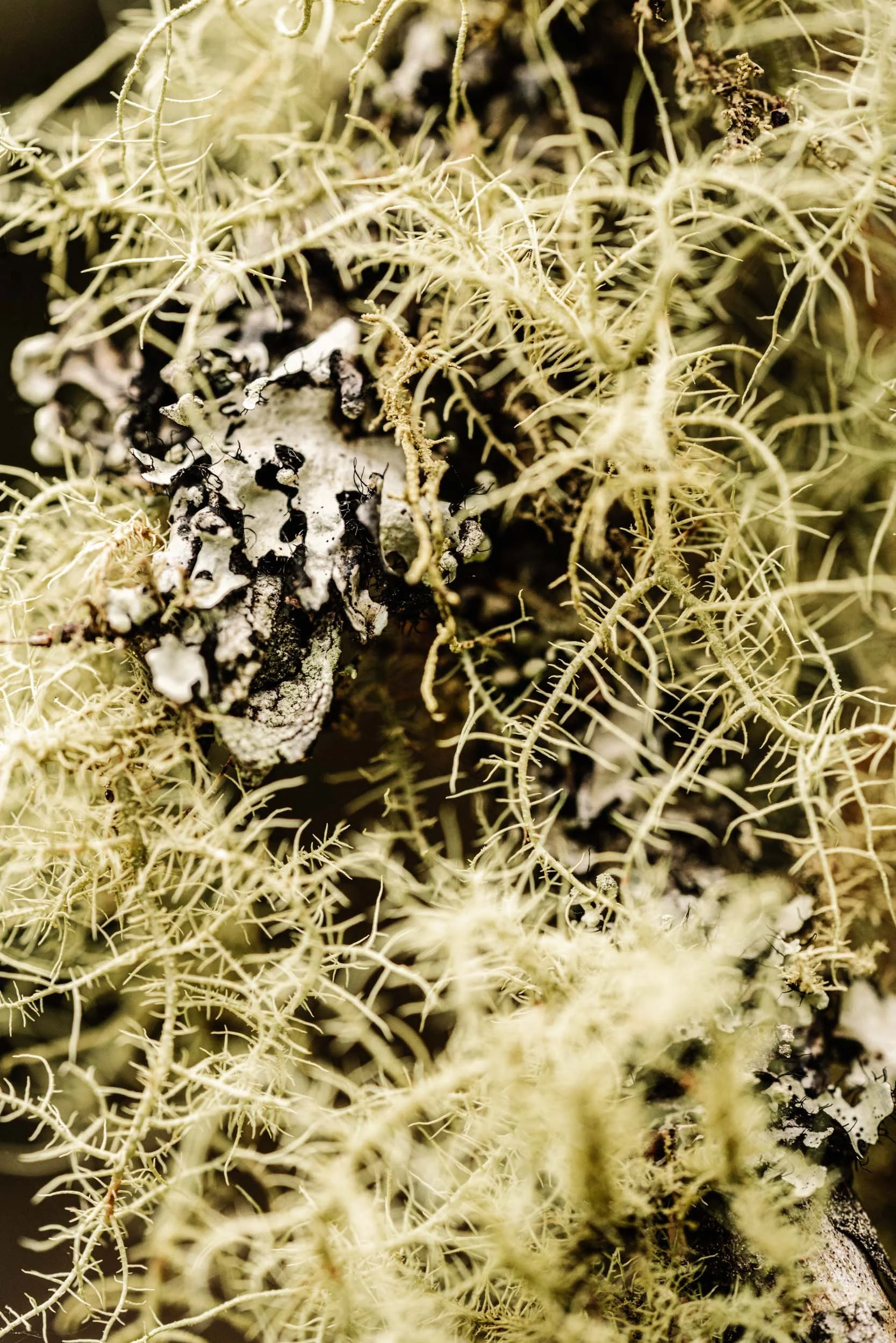 Pale green moss on a rock in north-eastern Tasmania, fine art photograph