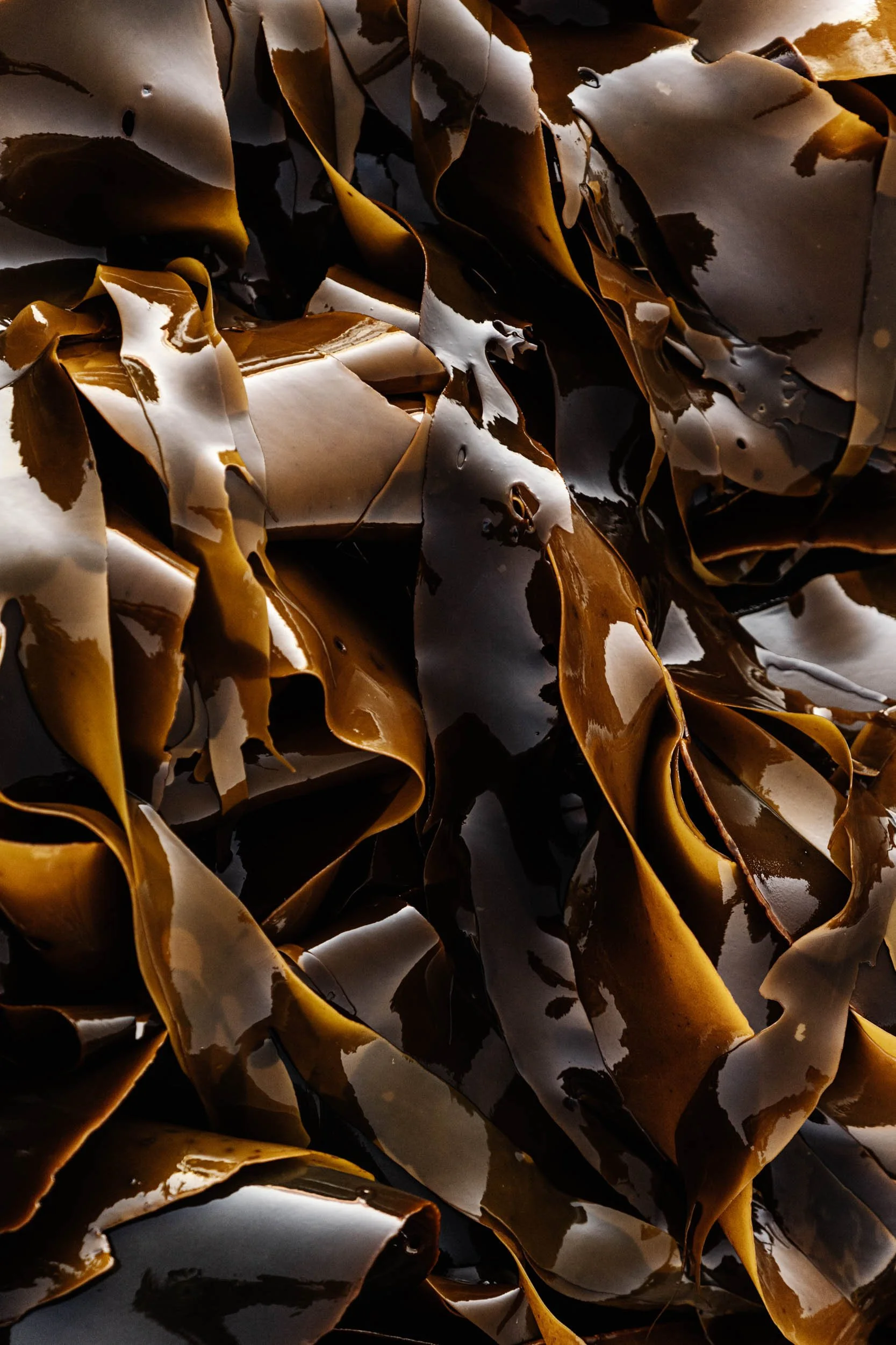 Tangled golden kelp on King Island, fine art photograph