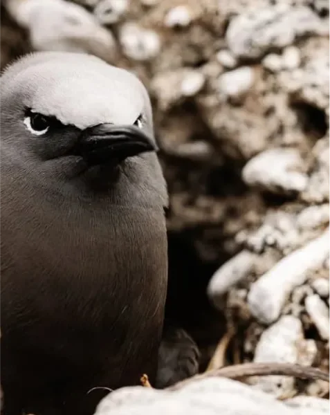 Brown noddy seabird nesting on Lady Elliot Island