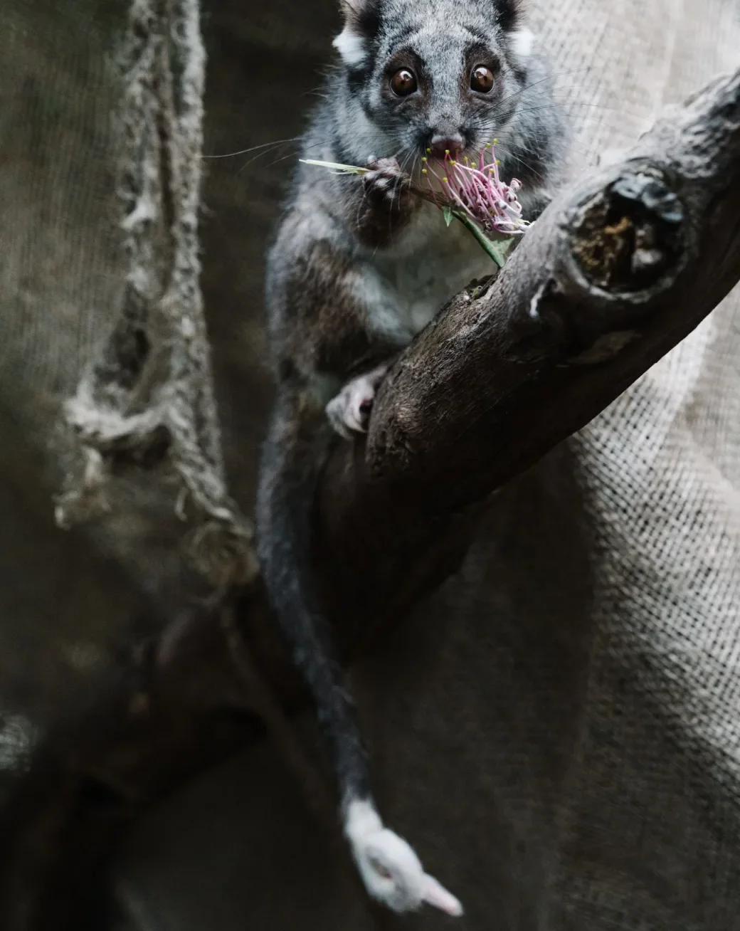 Possum eating a leaf on a tree branch