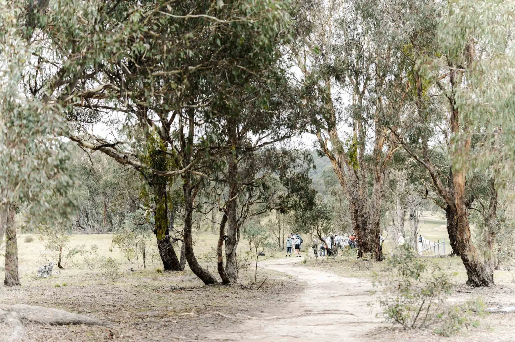 People walking along a dirt path under eucalypts, on Country.