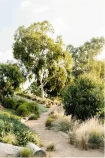 Narrow dirt pathway winding through a sunlit hillside with native grasses, dense green shrubs and a tall eucalyptus tree, bordered by rustic logs