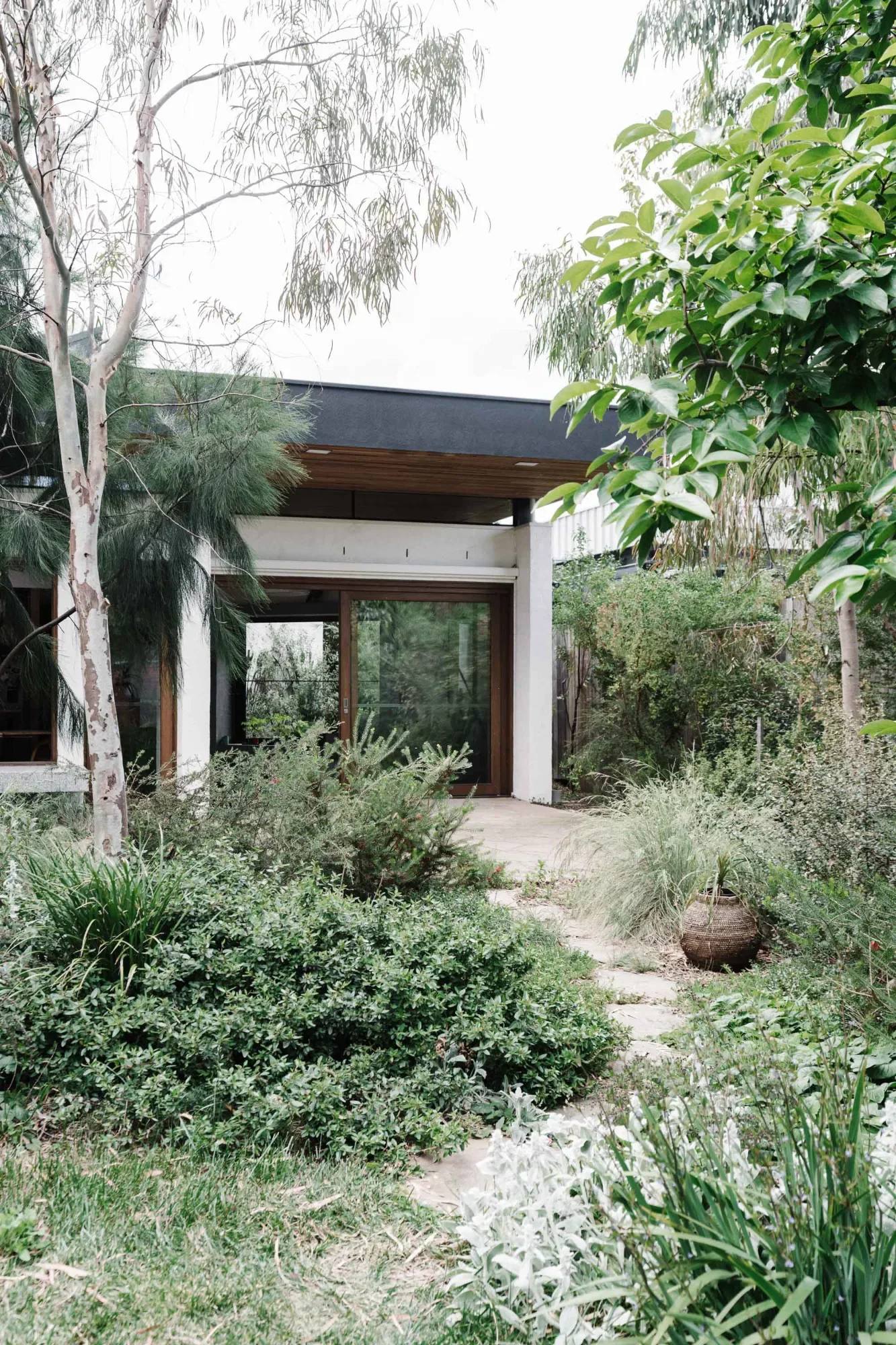 Native garden path leading through eucalypts and shrubs to a house entry, in planting by Sam Cox.