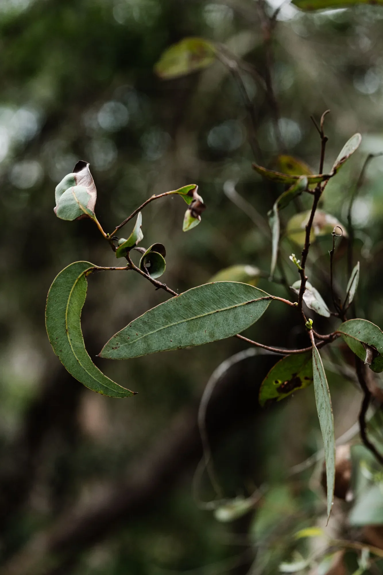 Eucalyptus leaves and buds against soft bushland at Zambi Wildlife Sanctuary.
