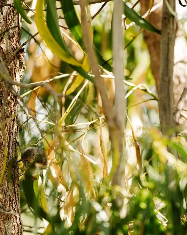 Grass tree foliage in Gippsland bushland
