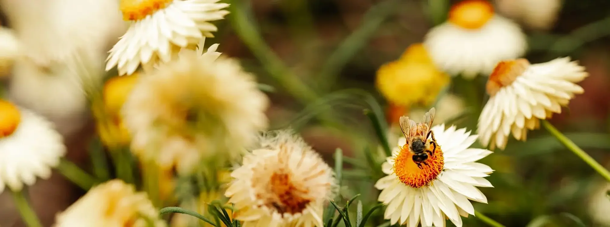 Honeybee gathering pollen from a white paper daisy with a bright orange centre, surrounded by blooming white and yellow daisies.