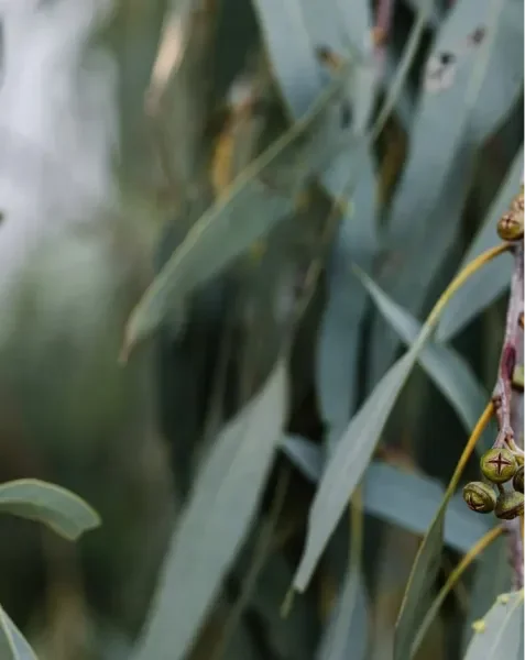 Green gum leaves