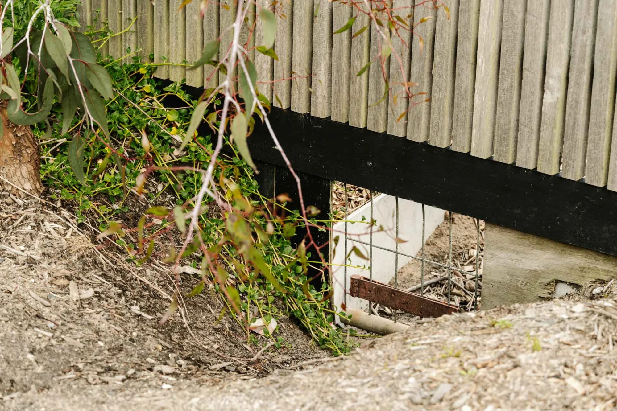 Close view of a wombat gate, a wire-mesh opening beneath a timber fence beside native plantings.