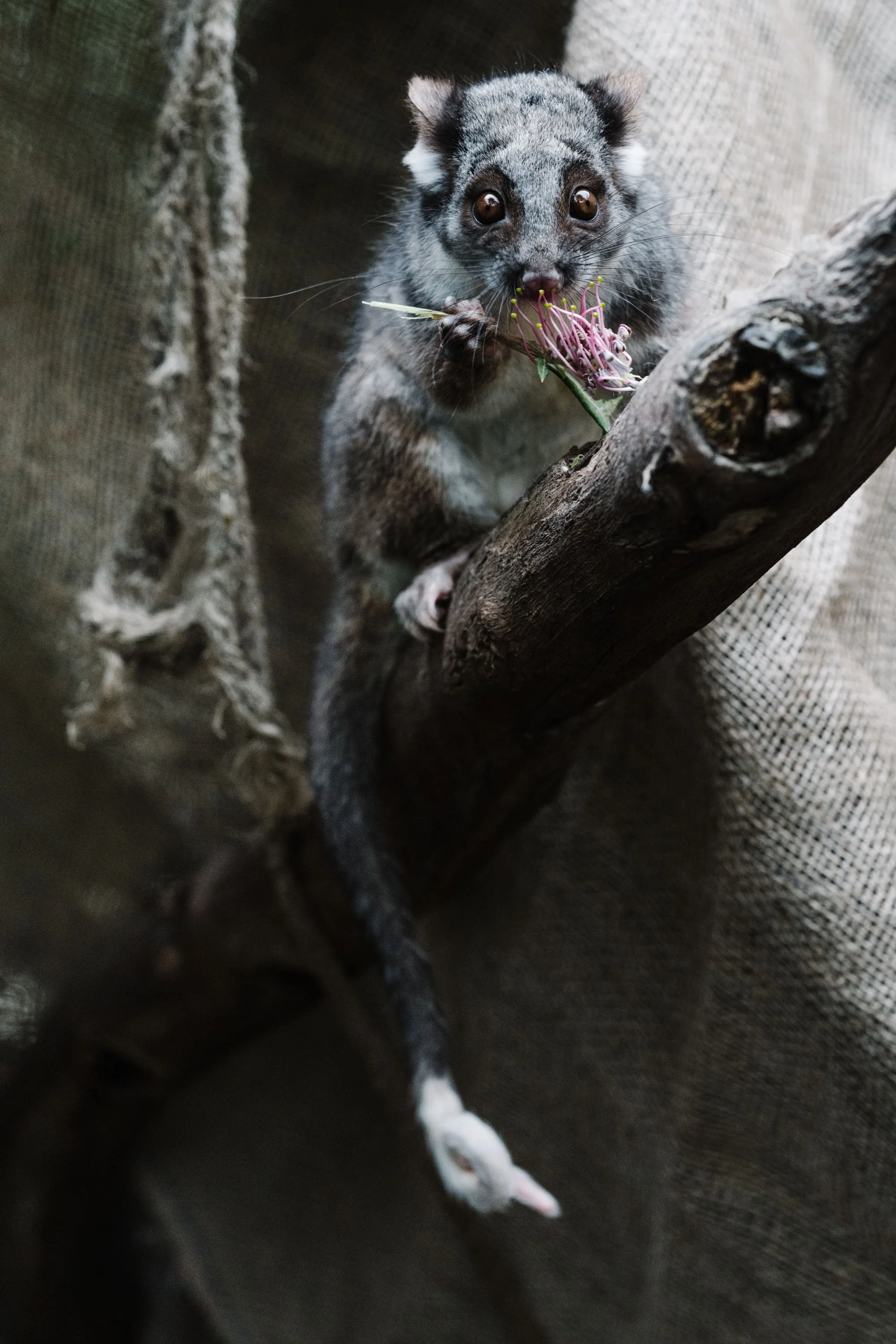 Cliffy the Leadbeater’s possum perched on a dark wooden branch, nibbling a pink feathery flower against a neutral textured background.