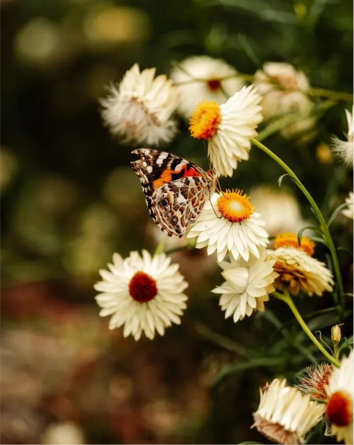 Painted Lady butterfly resting on white paper daisies.