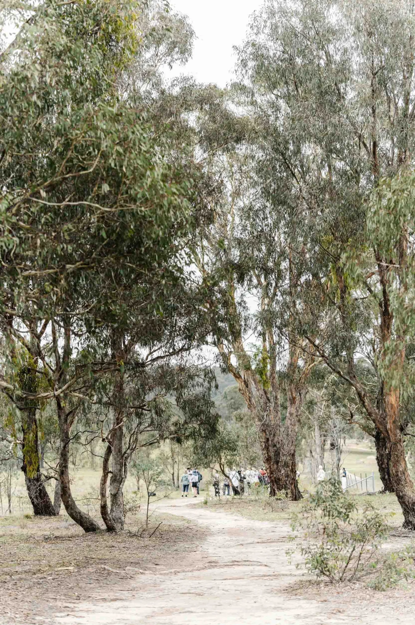 Eucalypts frame a dirt path where a group of people walk in the distance, on Country.