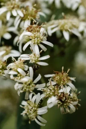 White native daisies in flower