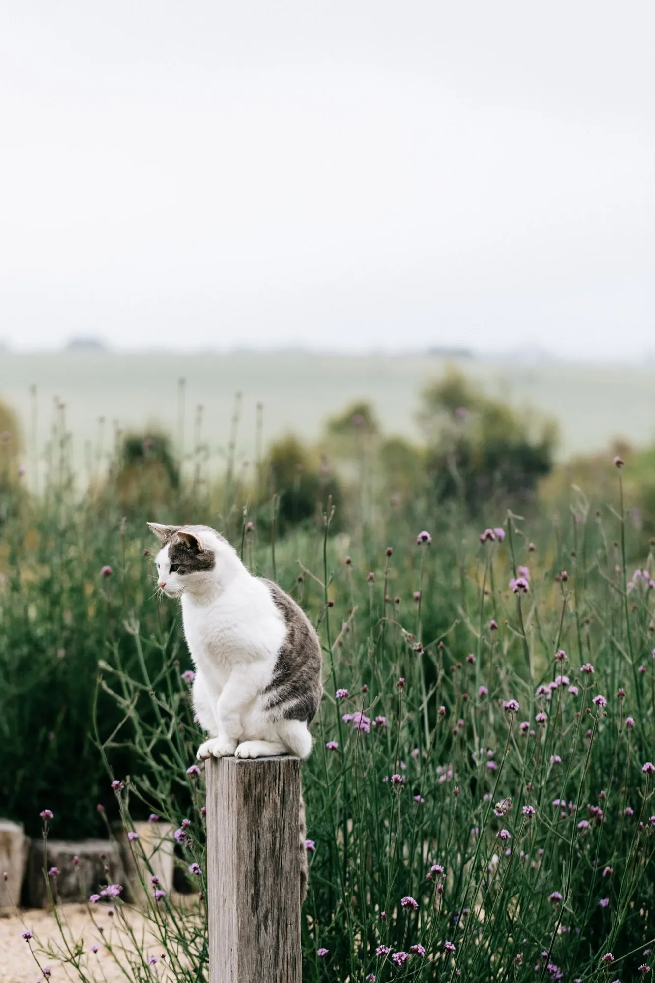 A cat perched on a fence post above purple verbena flowers, with open paddocks behind.